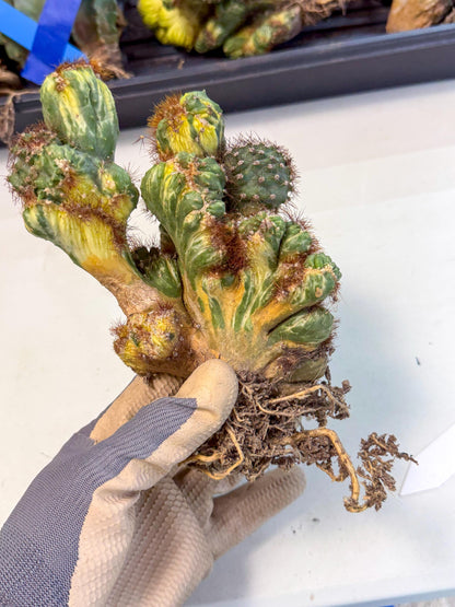 Cereus monstruosus Variegatus Hort (15) | Imported