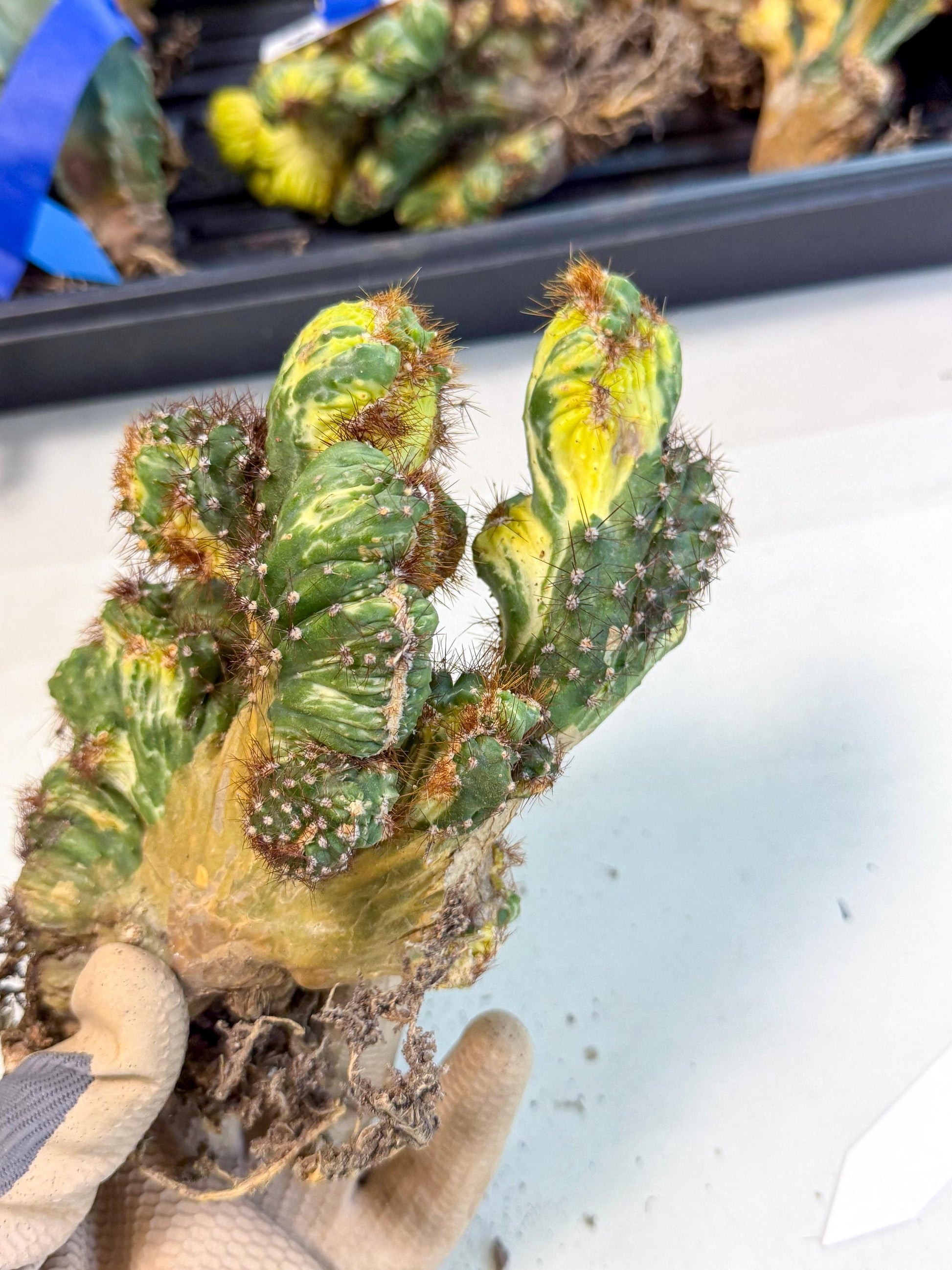 Cereus monstruosus Variegatus Hort (15) | Imported