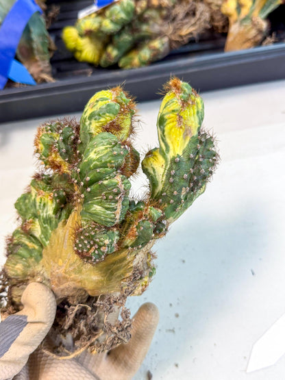 Cereus monstruosus Variegatus Hort (15) | Imported