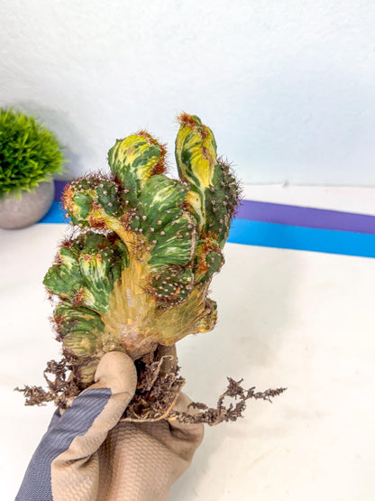 Cereus monstruosus Variegatus Hort (15) | Imported