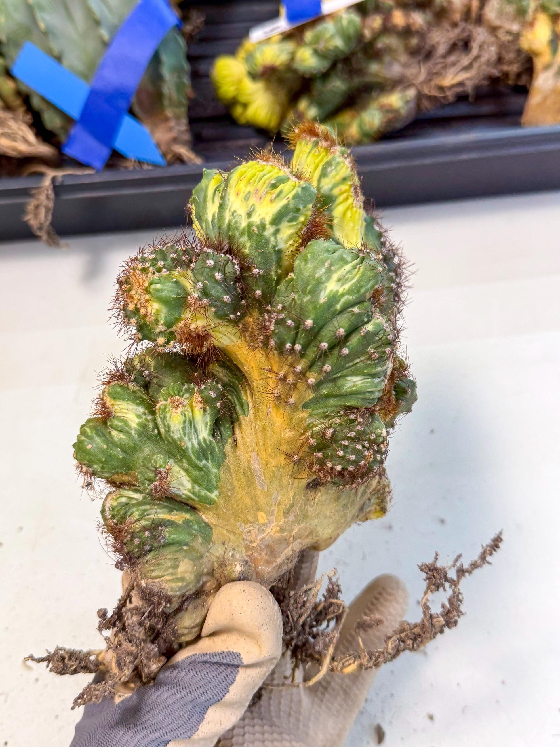 Cereus monstruosus Variegatus Hort (15) | Imported