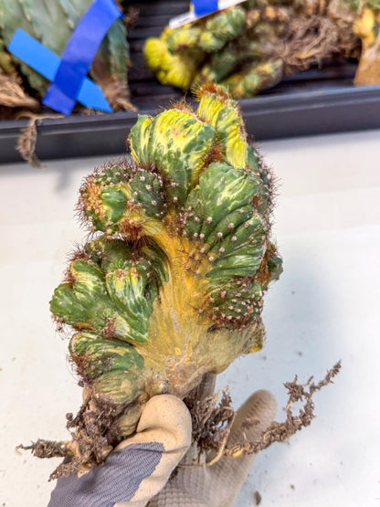 Cereus monstruosus Variegatus Hort (15) | Imported