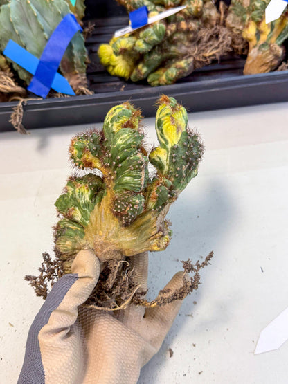 Cereus monstruosus Variegatus Hort (15) | Imported