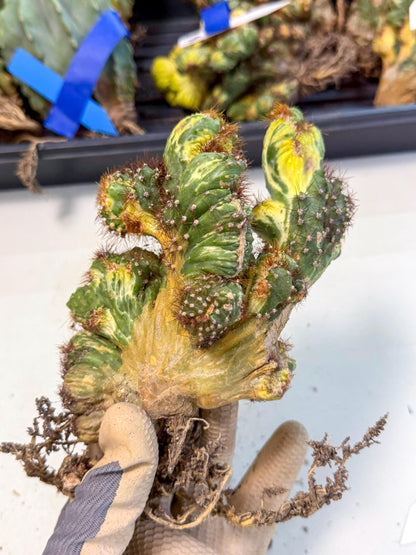 Cereus monstruosus Variegatus Hort (15) | Imported