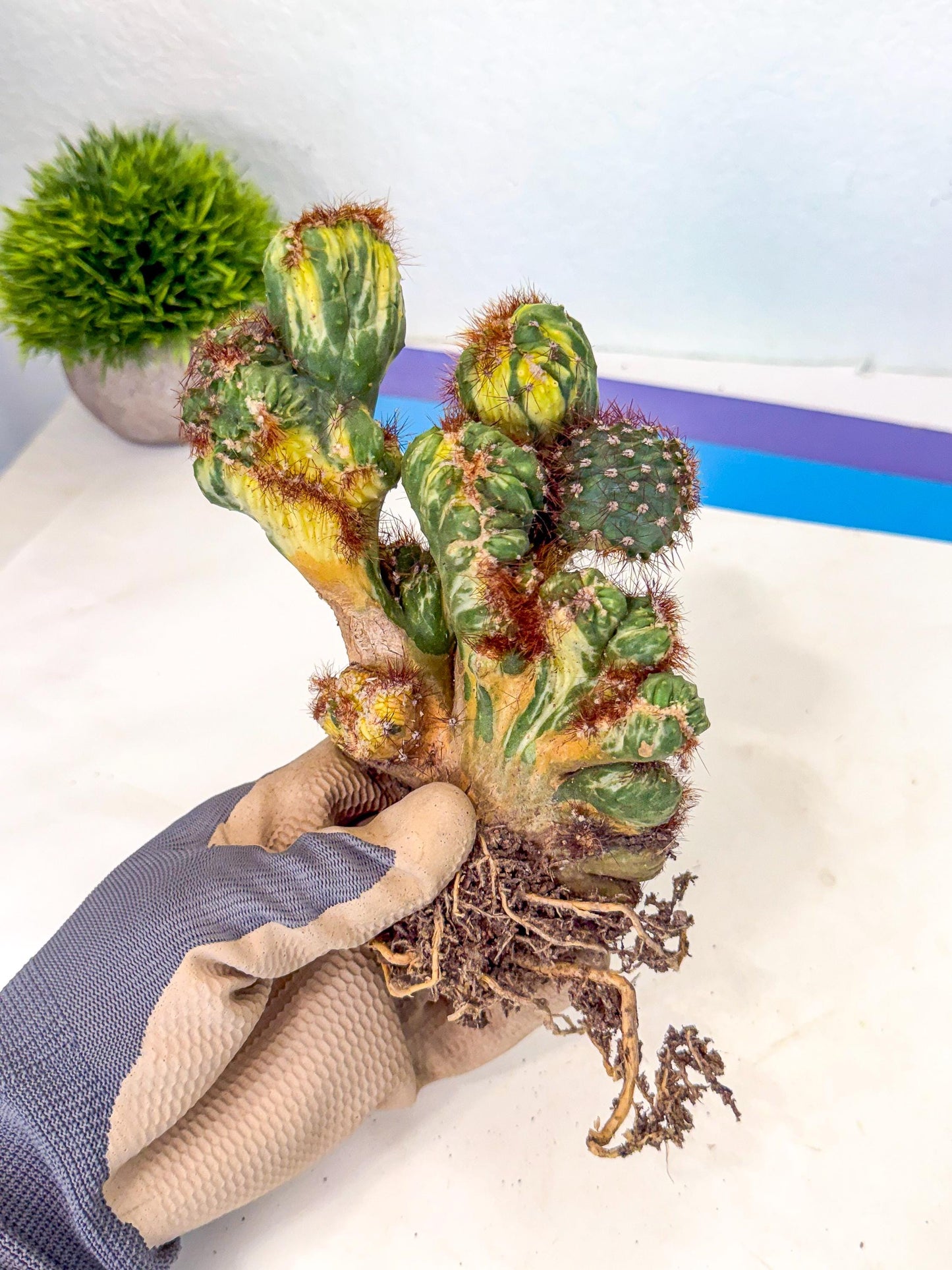 Cereus monstruosus Variegatus Hort (15) | Imported