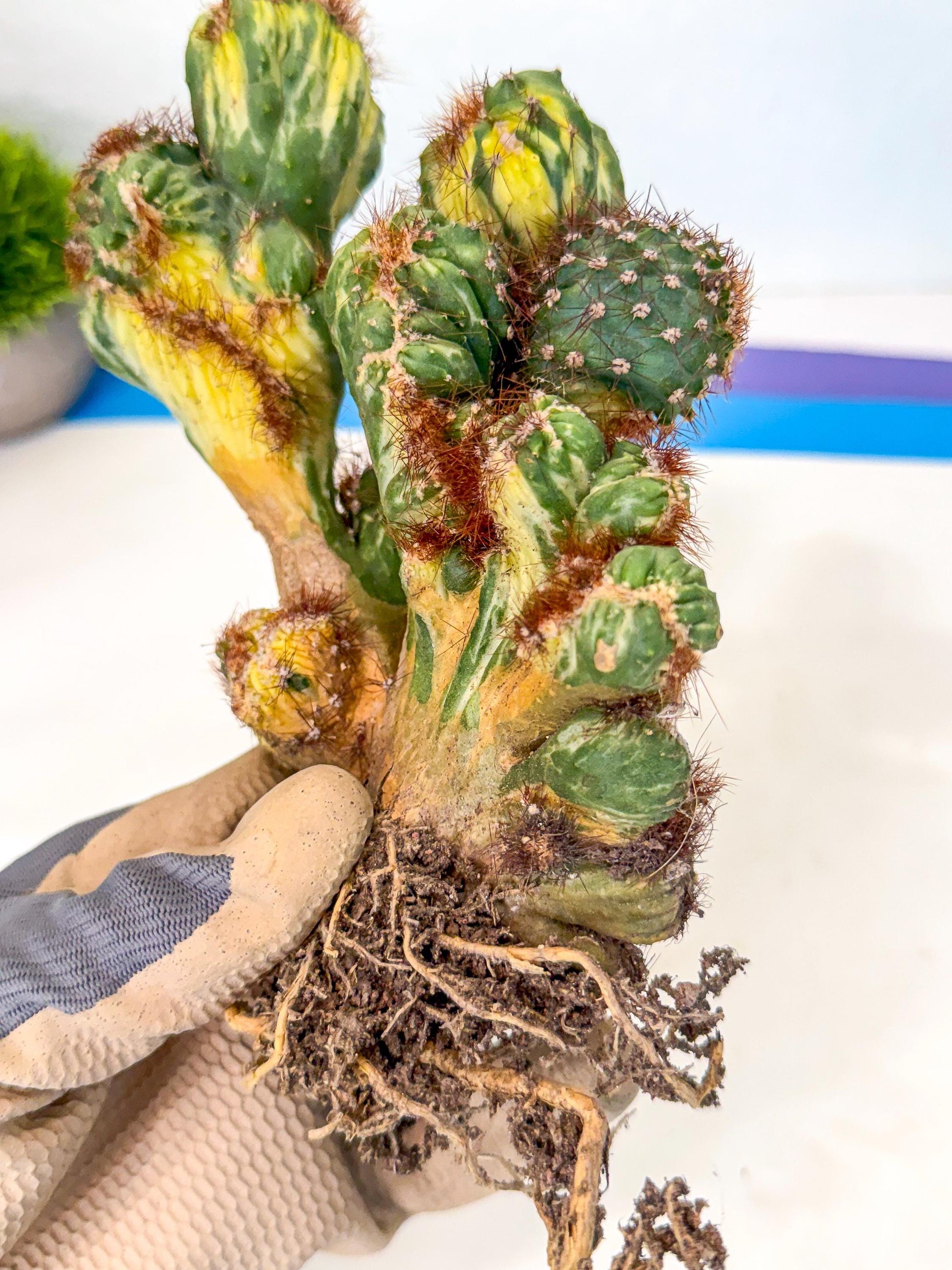 Cereus monstruosus Variegatus Hort (15) | Imported