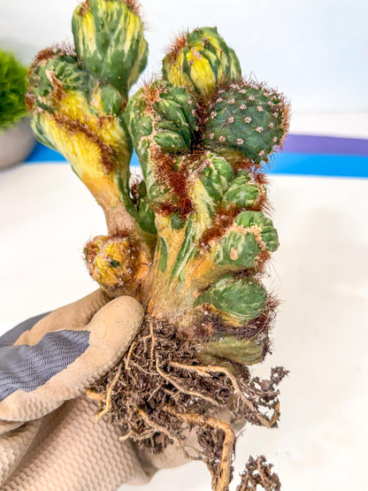 Cereus monstruosus Variegatus Hort (15) | Imported