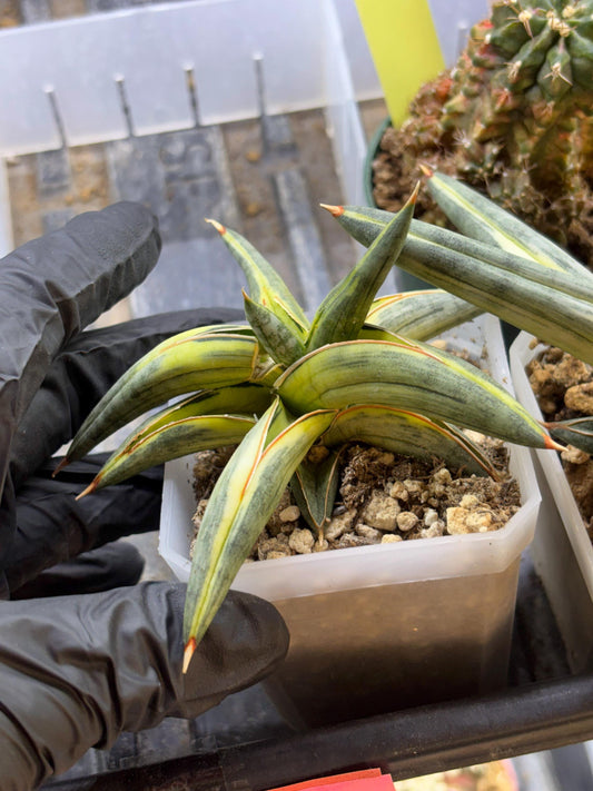 Sansevieria Blue Clone | Dmg for propagation