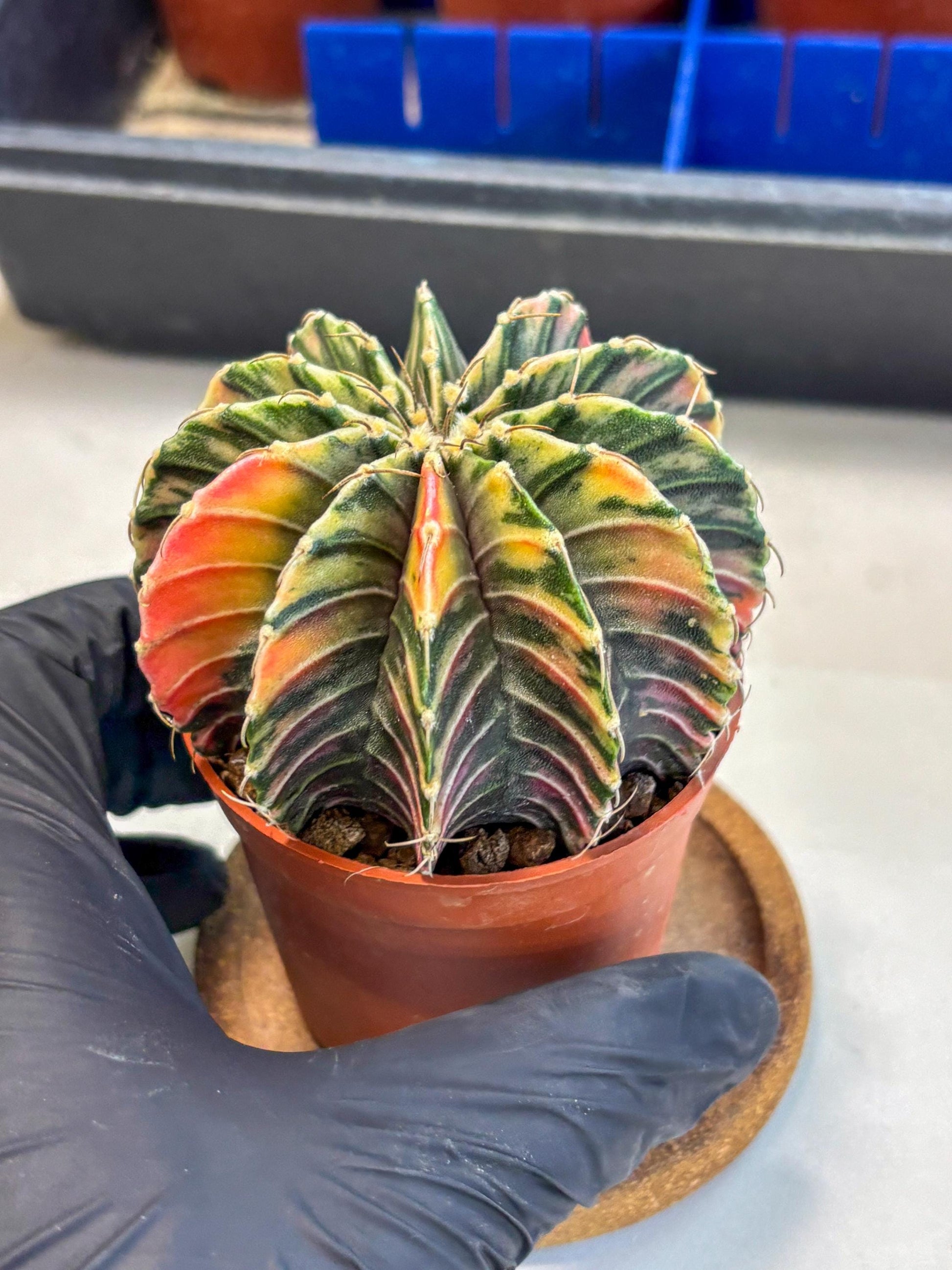 Gymnocalycium Lb Hybrid (gy1) (y3) | Mature Cactus