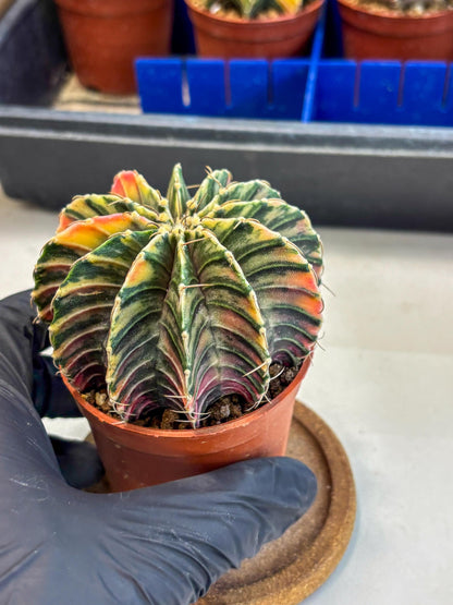 Gymnocalycium Lb Hybrid (gy1) (y3) | Mature Cactus