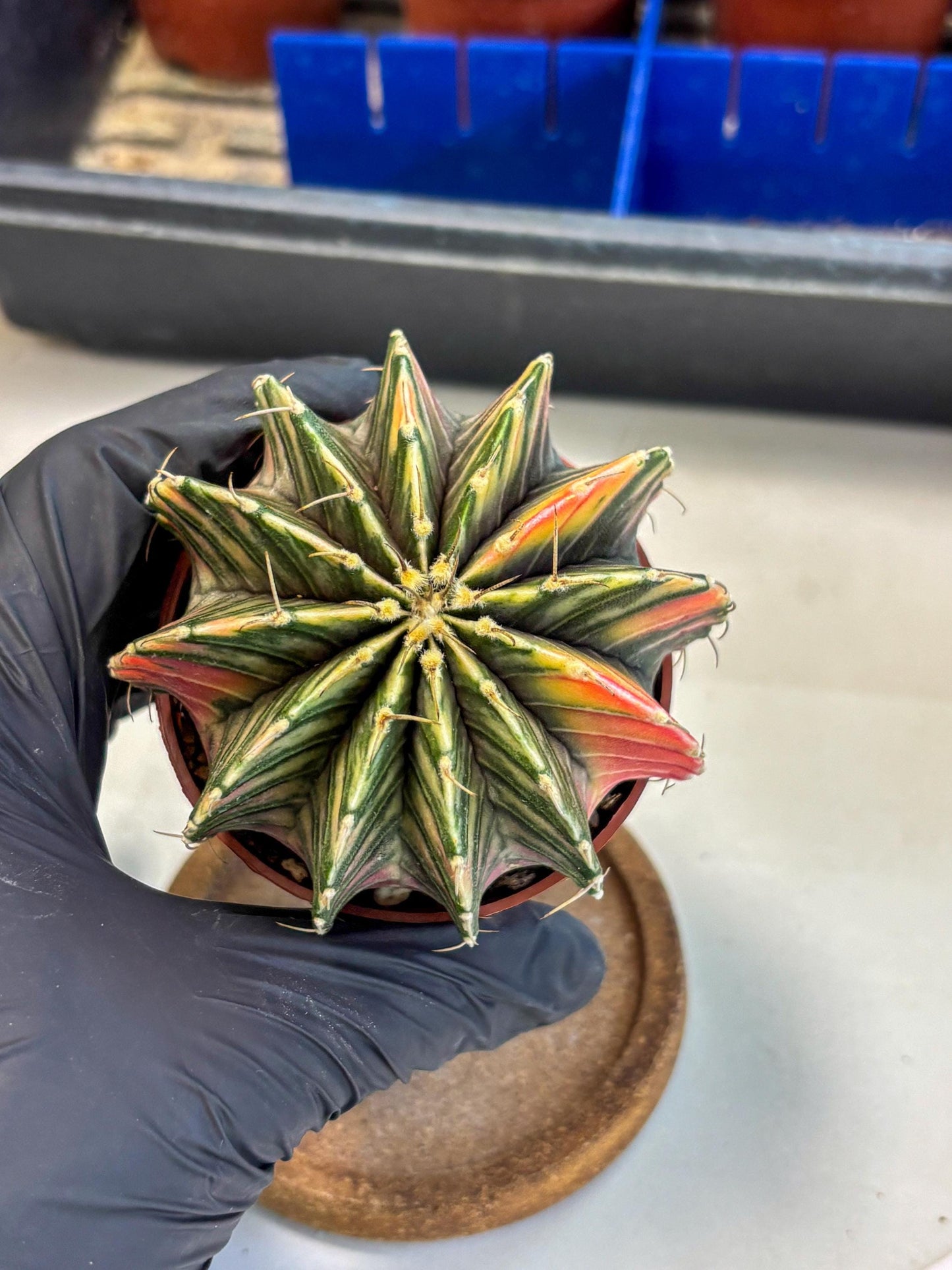 Gymnocalycium Lb Hybrid (gy1) (y3) | Mature Cactus