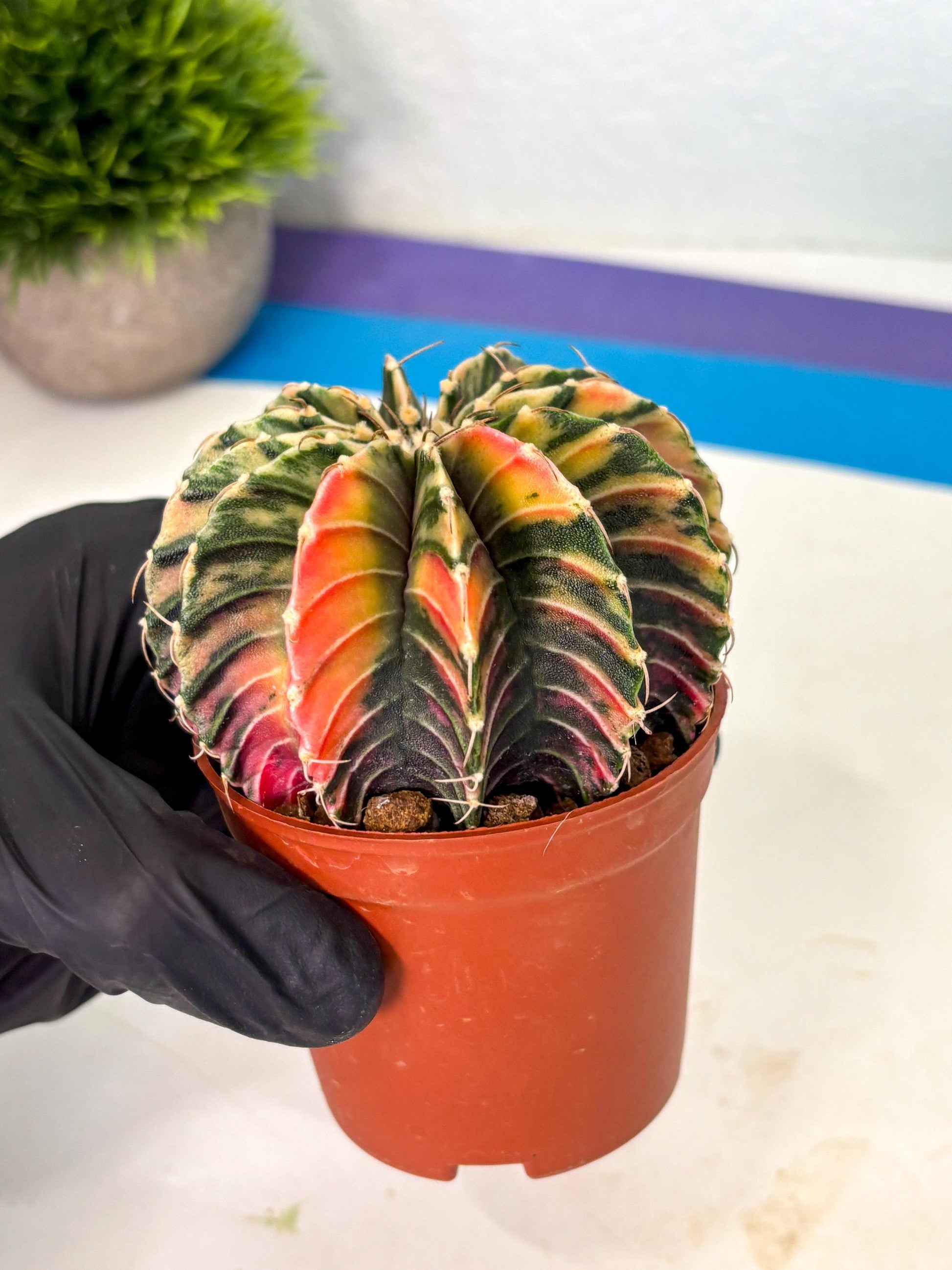 Gymnocalycium Lb Hybrid (gy1) (y3) | Mature Cactus
