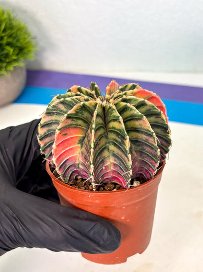 Gymnocalycium Lb Hybrid (gy1) (y3) | Mature Cactus