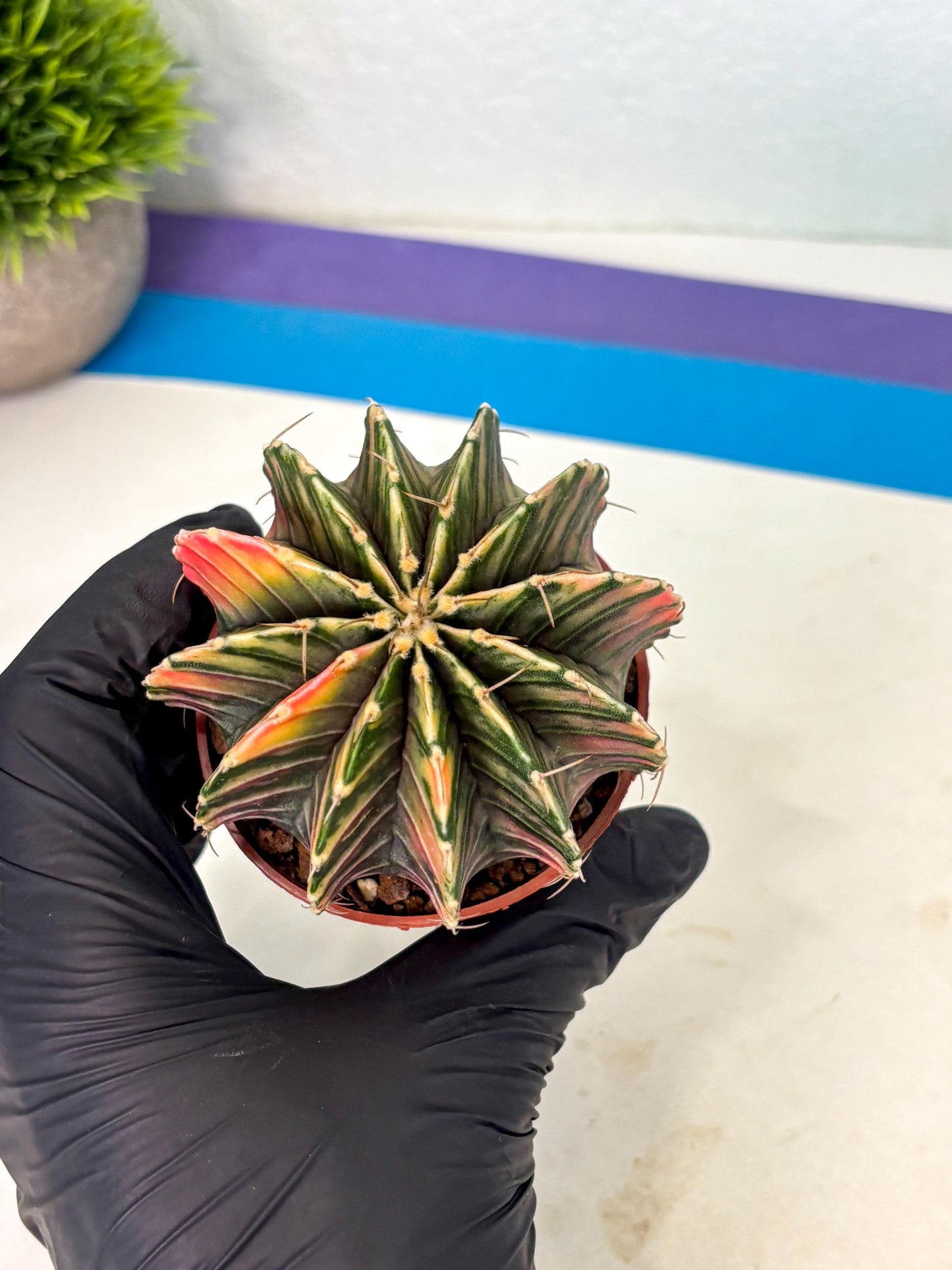 Gymnocalycium Lb Hybrid (gy1) (y3) | Mature Cactus