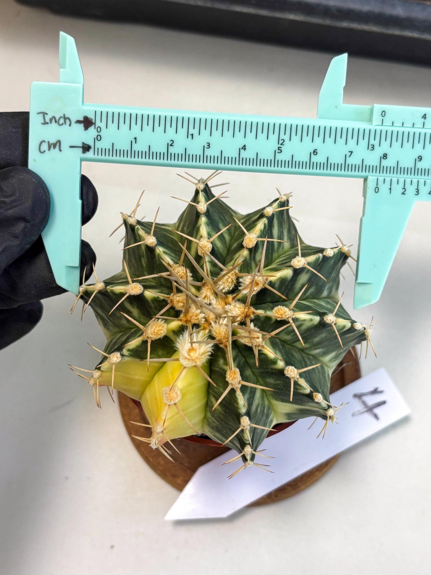 Gymnocalycium Lb Hybrid (gy1) (y4) | Mature Cactus