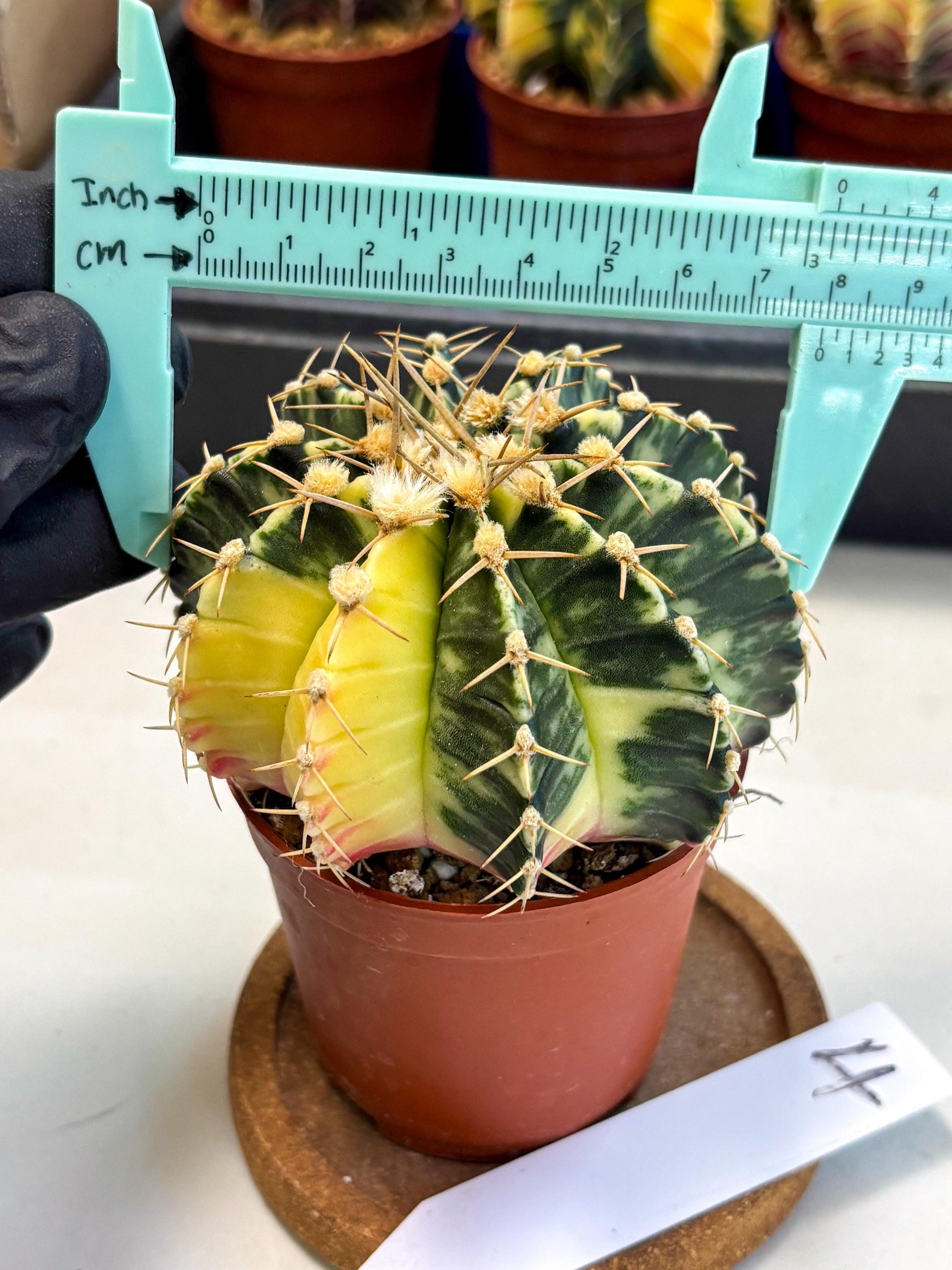 Gymnocalycium Lb Hybrid (gy1) (y4) | Mature Cactus