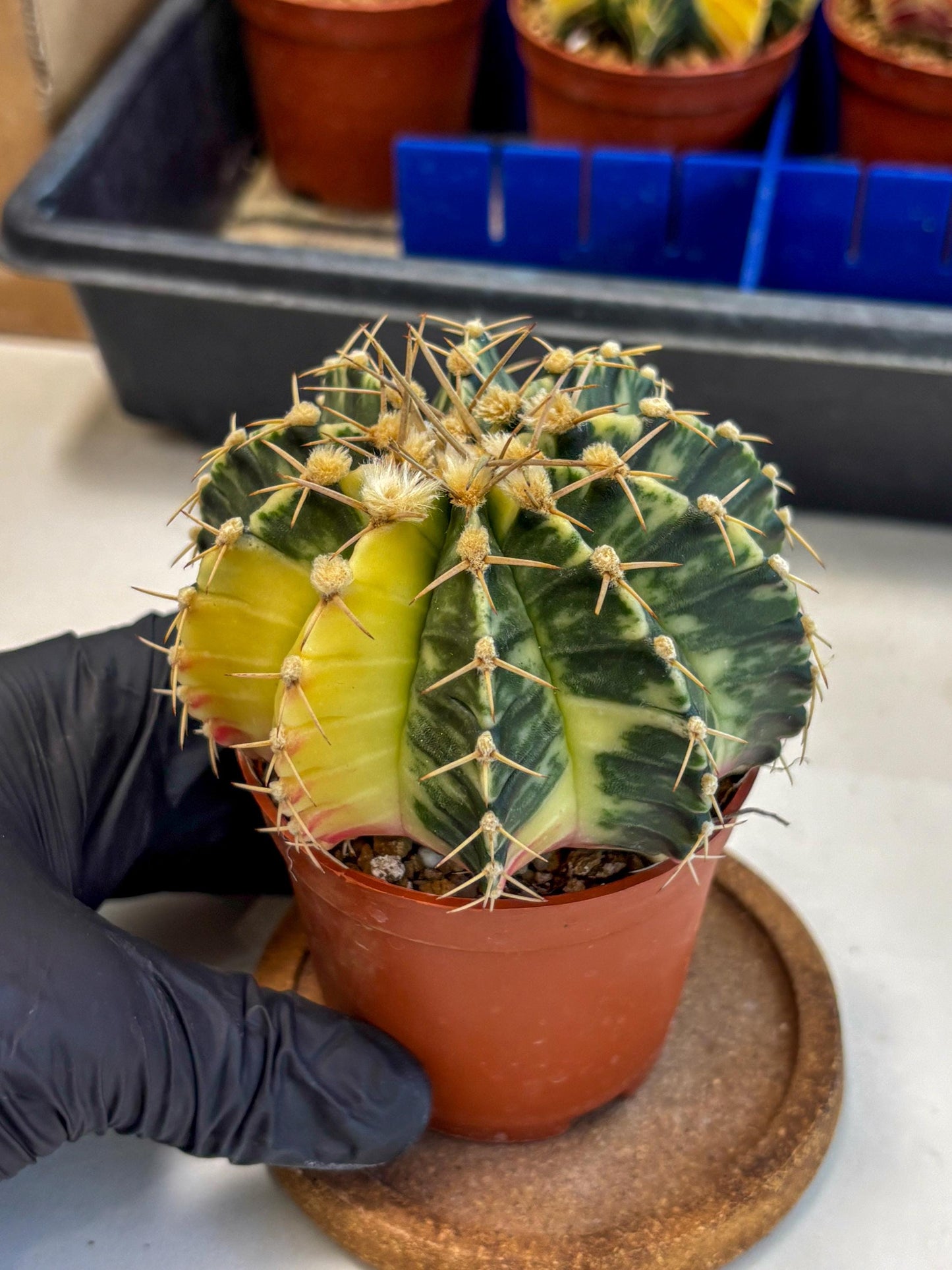 Gymnocalycium Lb Hybrid (gy1) (y4) | Mature Cactus
