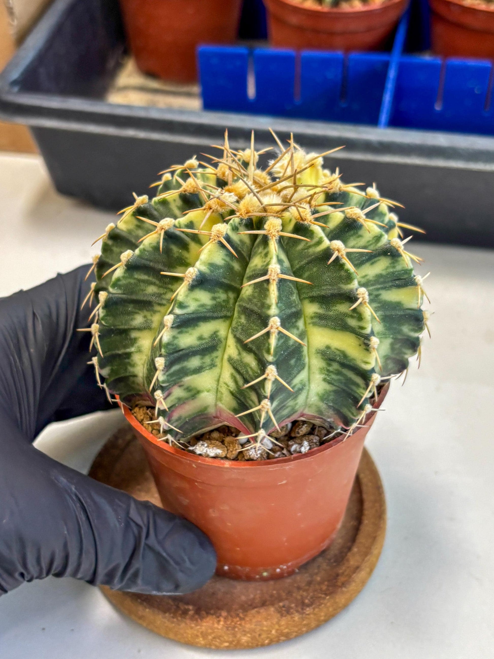 Gymnocalycium Lb Hybrid (gy1) (y4) | Mature Cactus