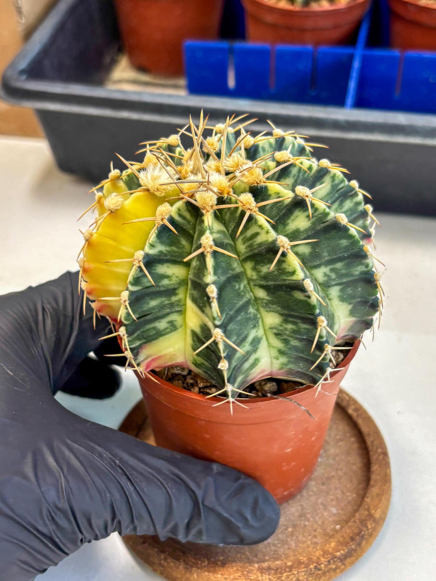 Gymnocalycium Lb Hybrid (gy1) (y4) | Mature Cactus