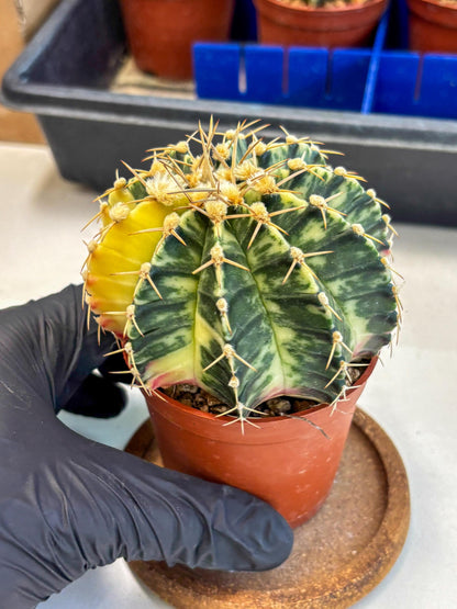 Gymnocalycium Lb Hybrid (gy1) (y4) | Mature Cactus