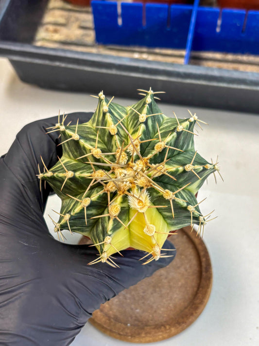 Gymnocalycium Lb Hybrid (gy1) (y4) | Mature Cactus