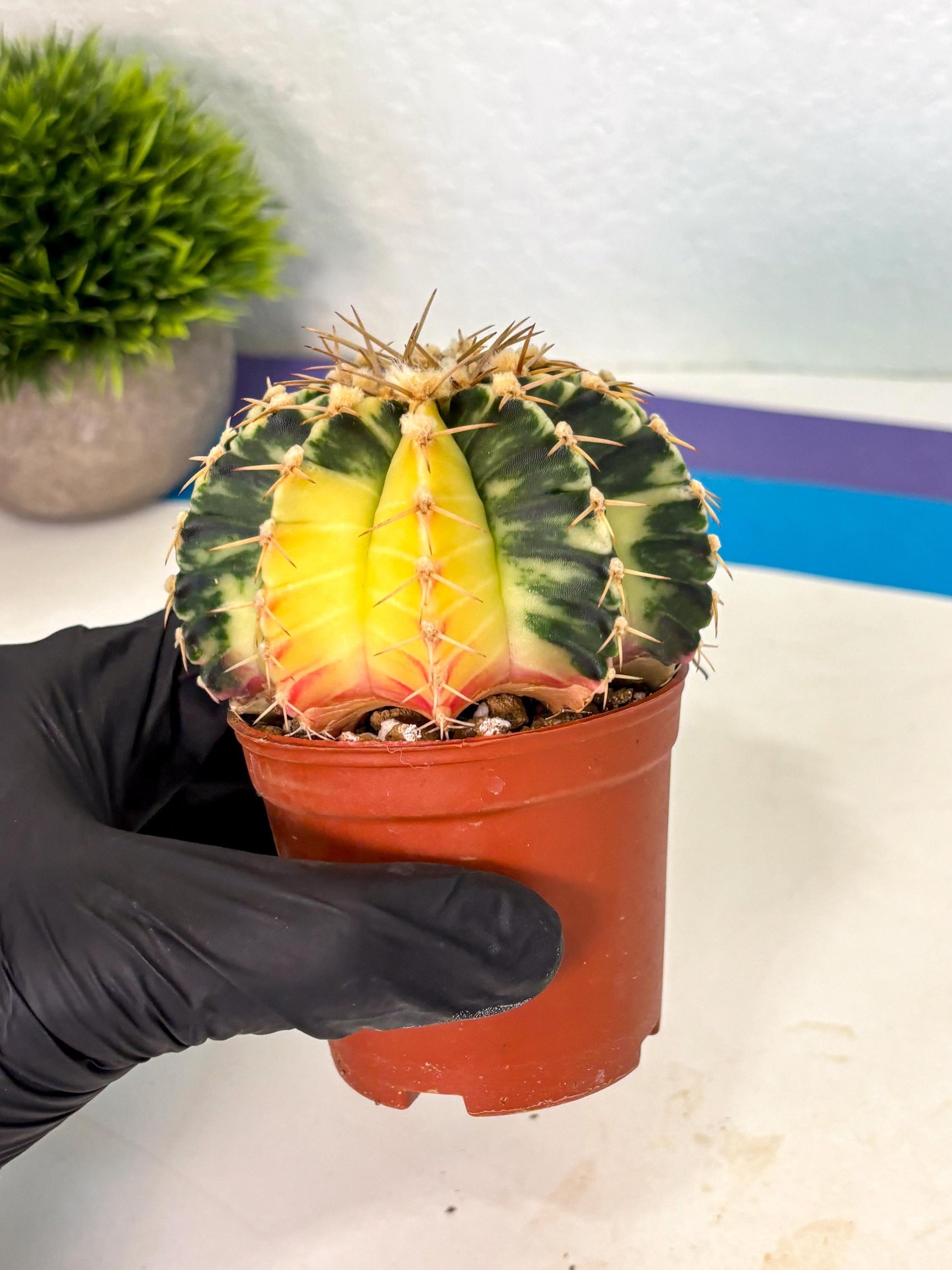 Gymnocalycium Lb Hybrid (gy1) (y4) | Mature Cactus