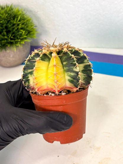 Gymnocalycium Lb Hybrid (gy1) (y4) | Mature Cactus