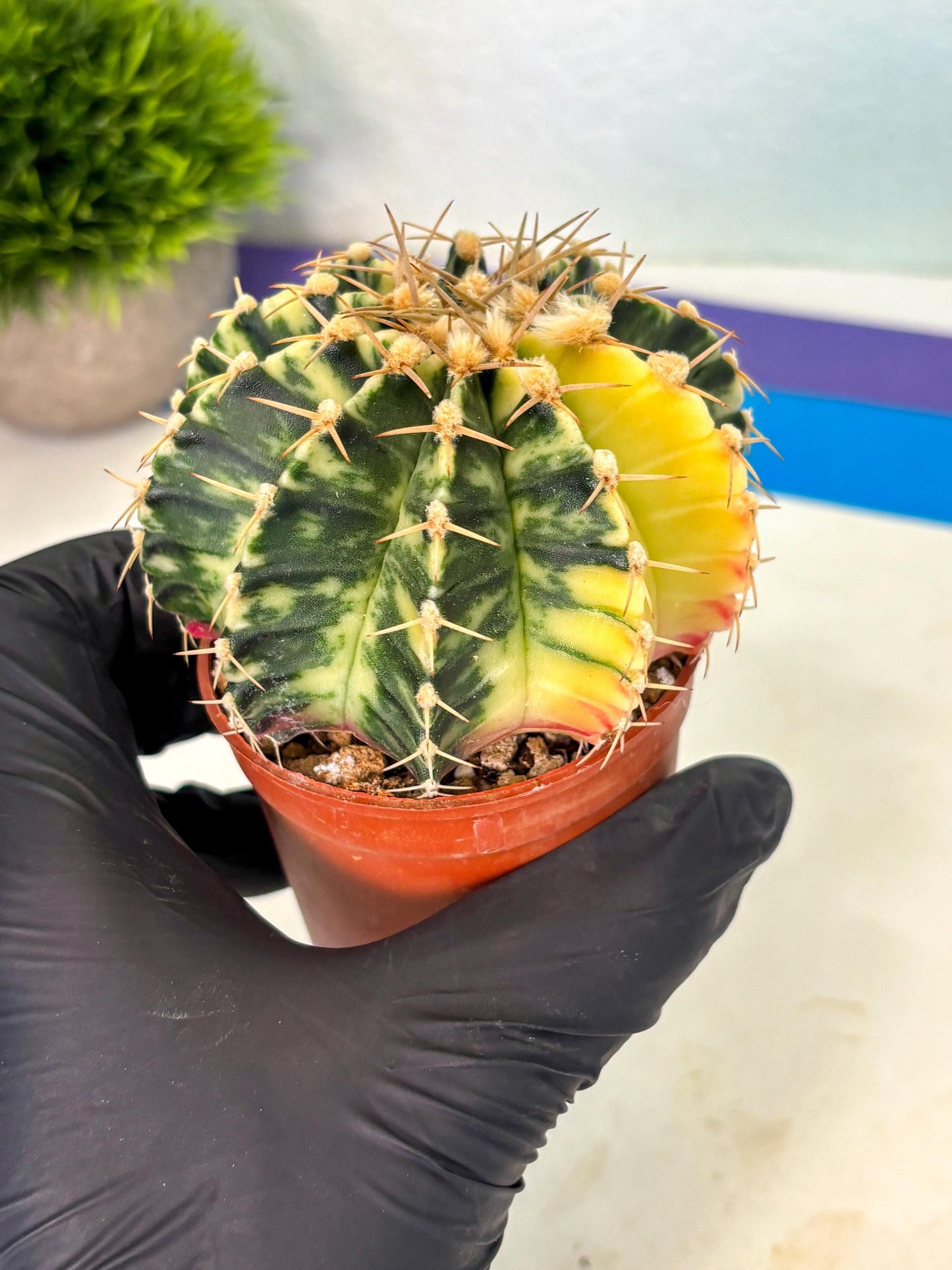 Gymnocalycium Lb Hybrid (gy1) (y4) | Mature Cactus