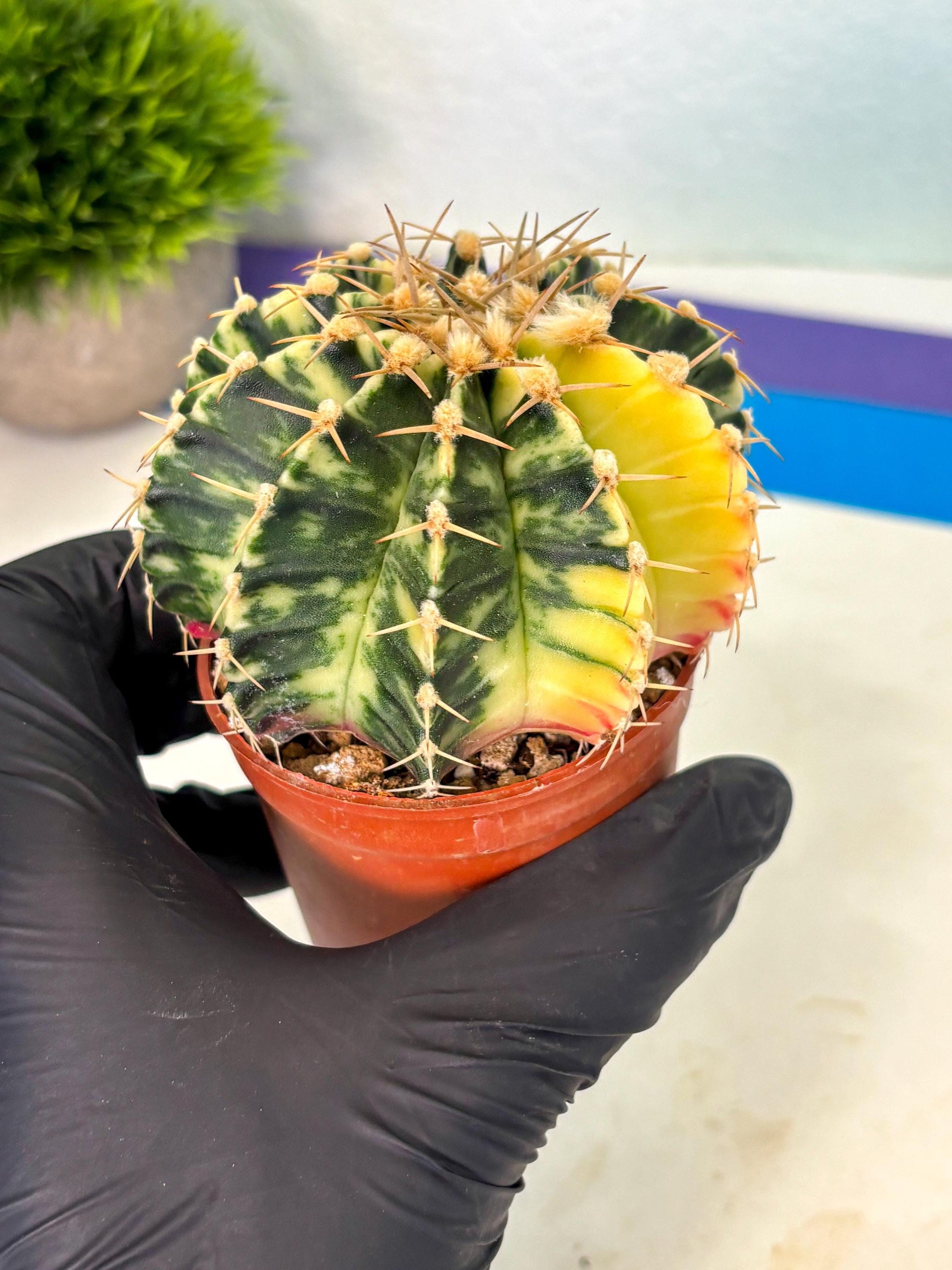 Gymnocalycium Lb Hybrid (gy1) (y4) | Mature Cactus