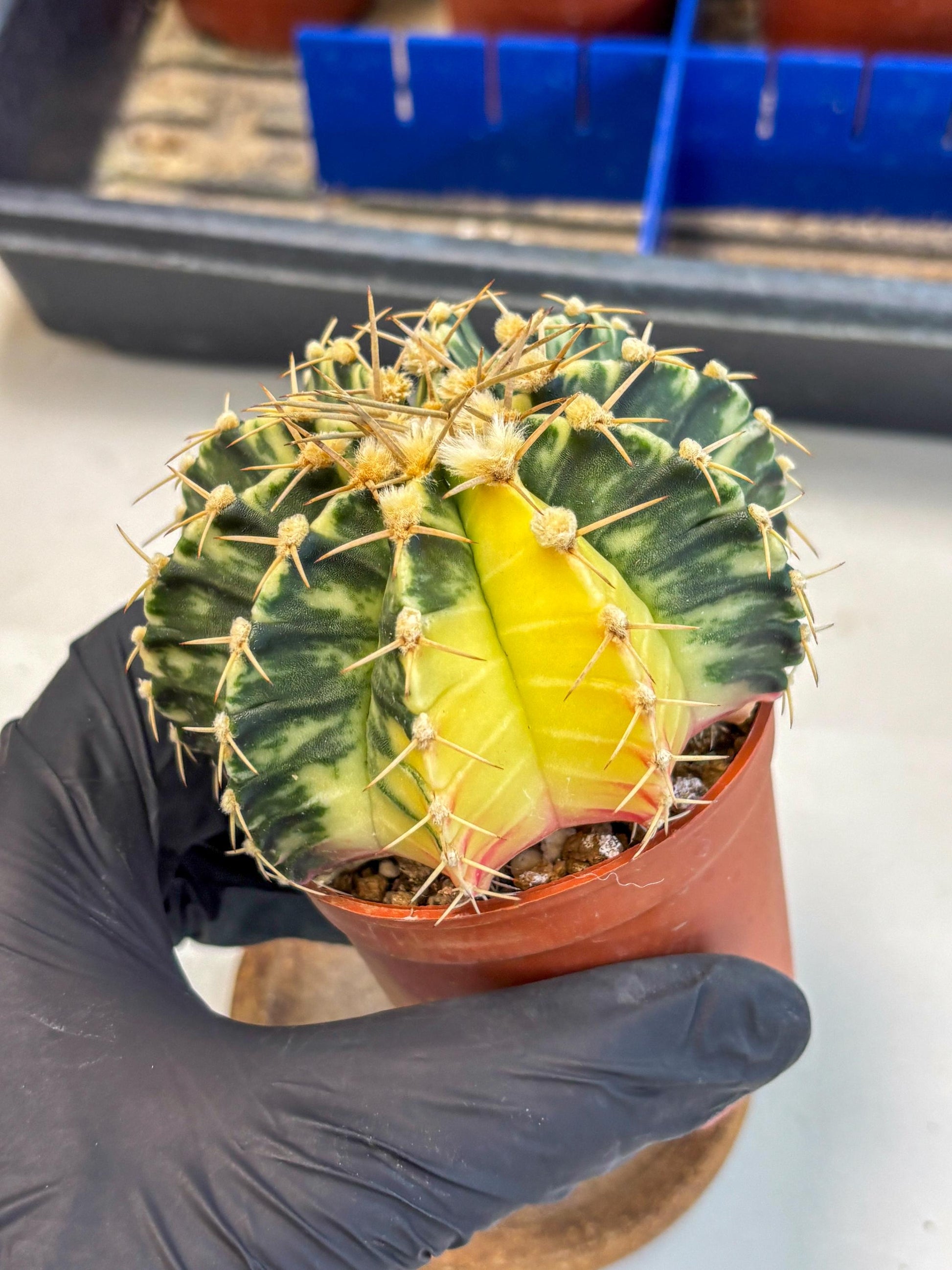 Gymnocalycium Lb Hybrid (gy1) (y4) | Mature Cactus