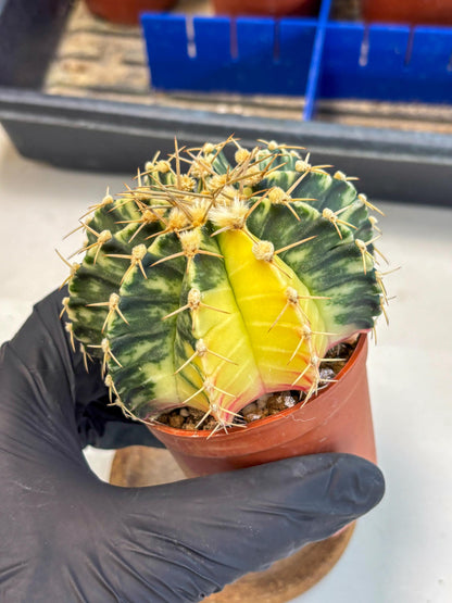 Gymnocalycium Lb Hybrid (gy1) (y4) | Mature Cactus