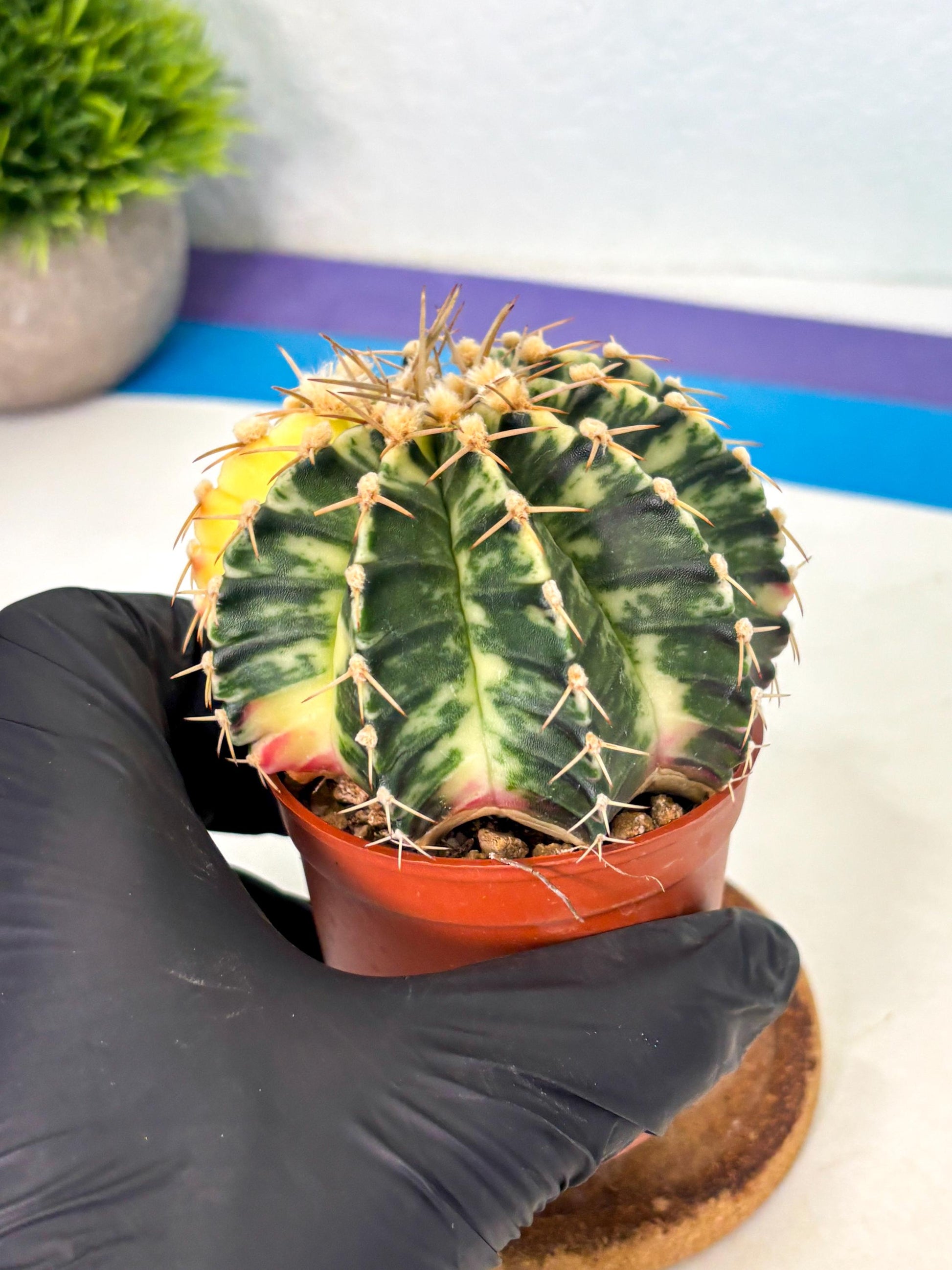 Gymnocalycium Lb Hybrid (gy1) (y4) | Mature Cactus