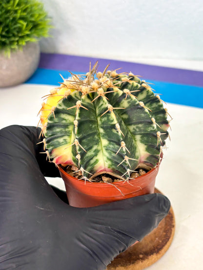 Gymnocalycium Lb Hybrid (gy1) (y4) | Mature Cactus