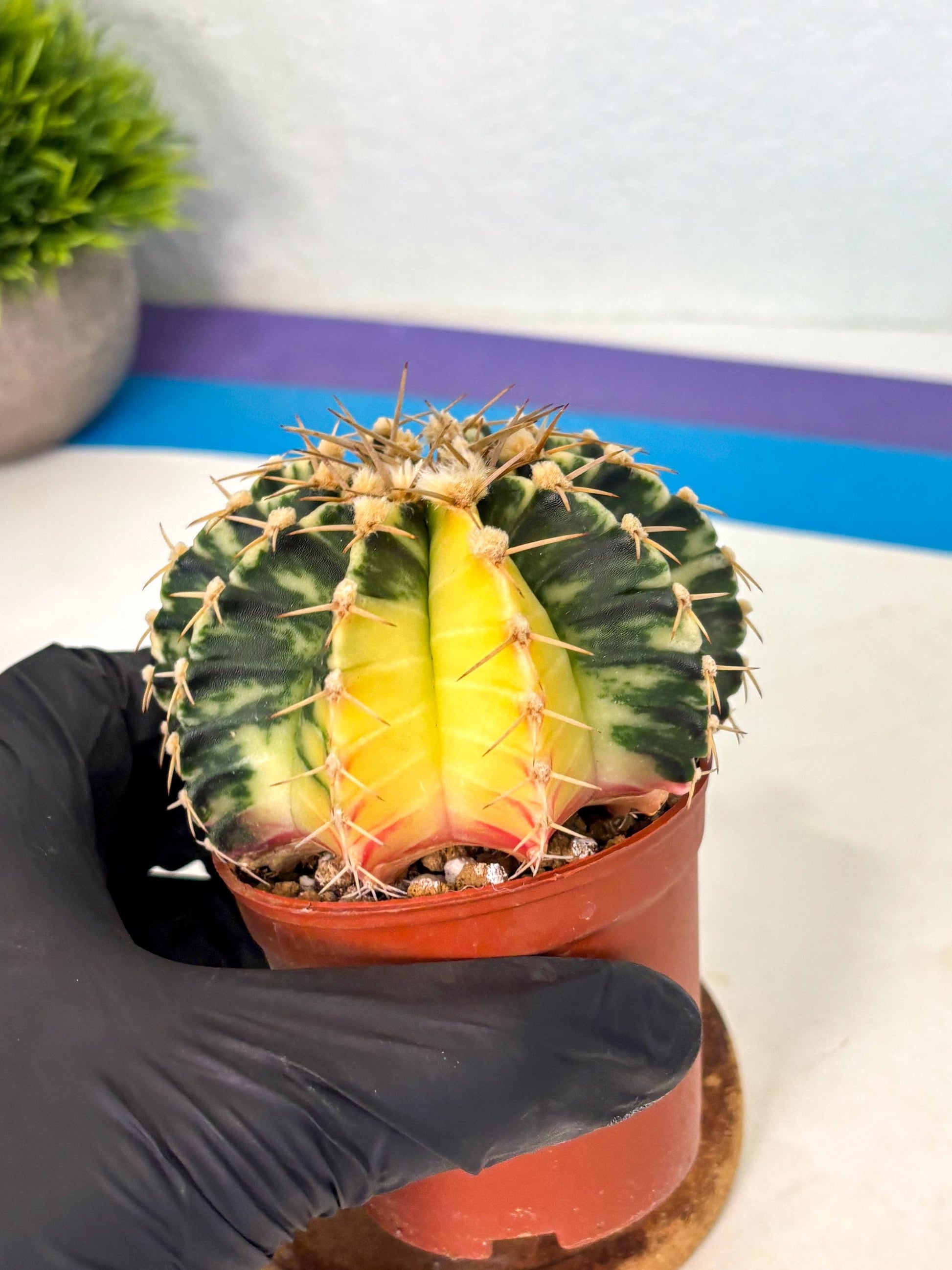 Gymnocalycium Lb Hybrid (gy1) (y4) | Mature Cactus