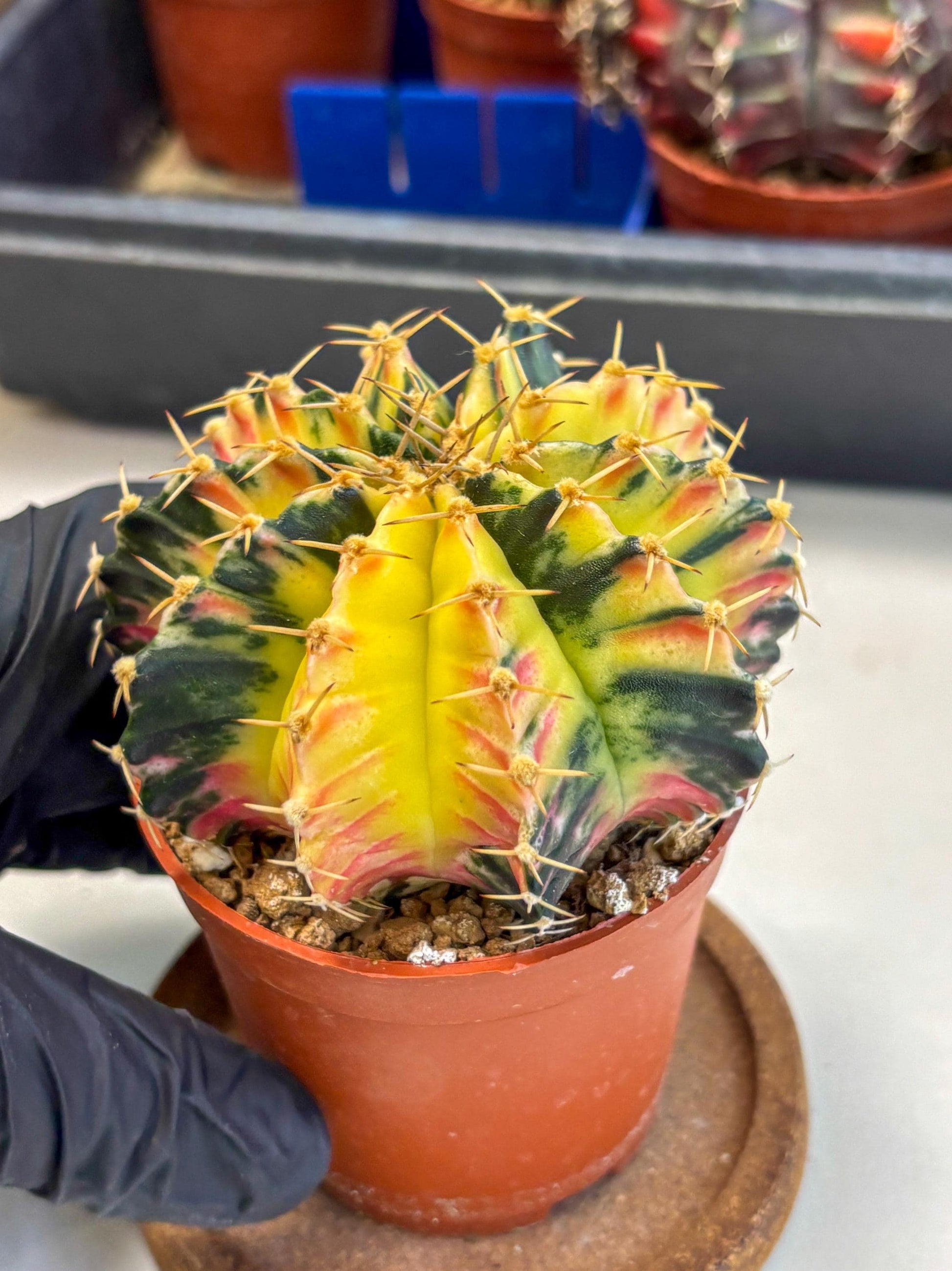 Gymnocalycium Lb Hybrid (gy1) (y6) | Mature Cactus