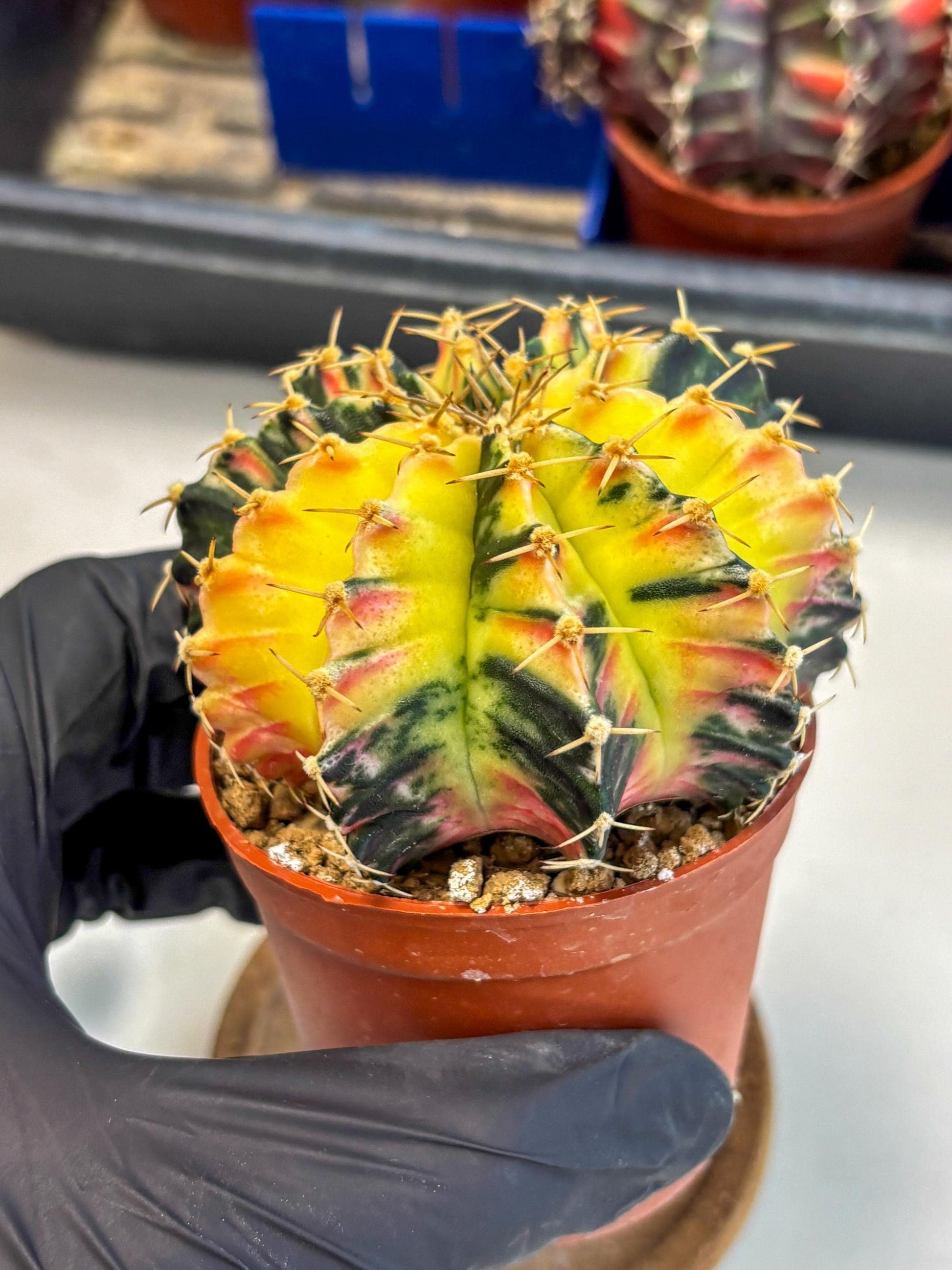 Gymnocalycium Lb Hybrid (gy1) (y6) | Mature Cactus