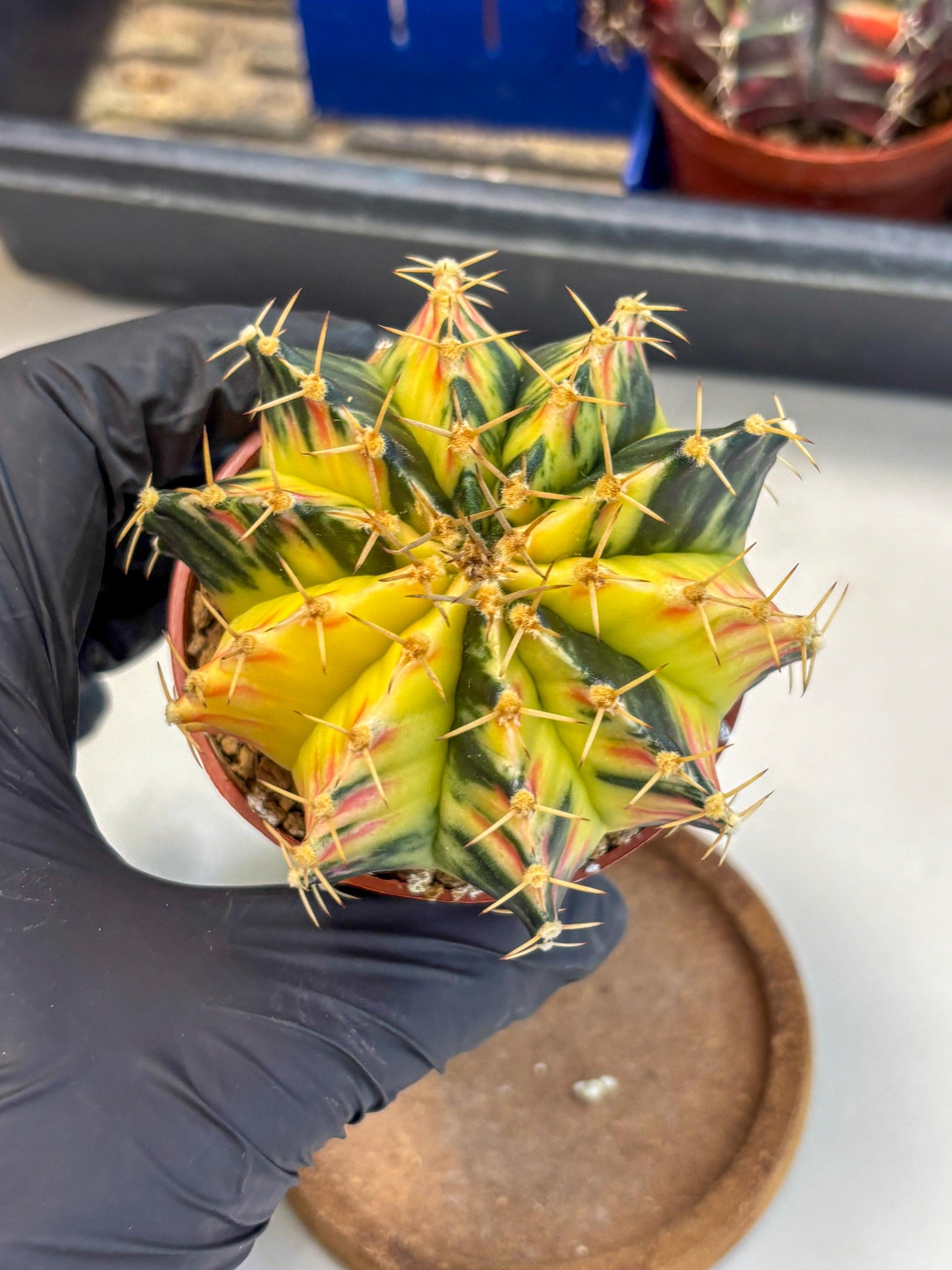 Gymnocalycium Lb Hybrid (gy1) (y6) | Mature Cactus