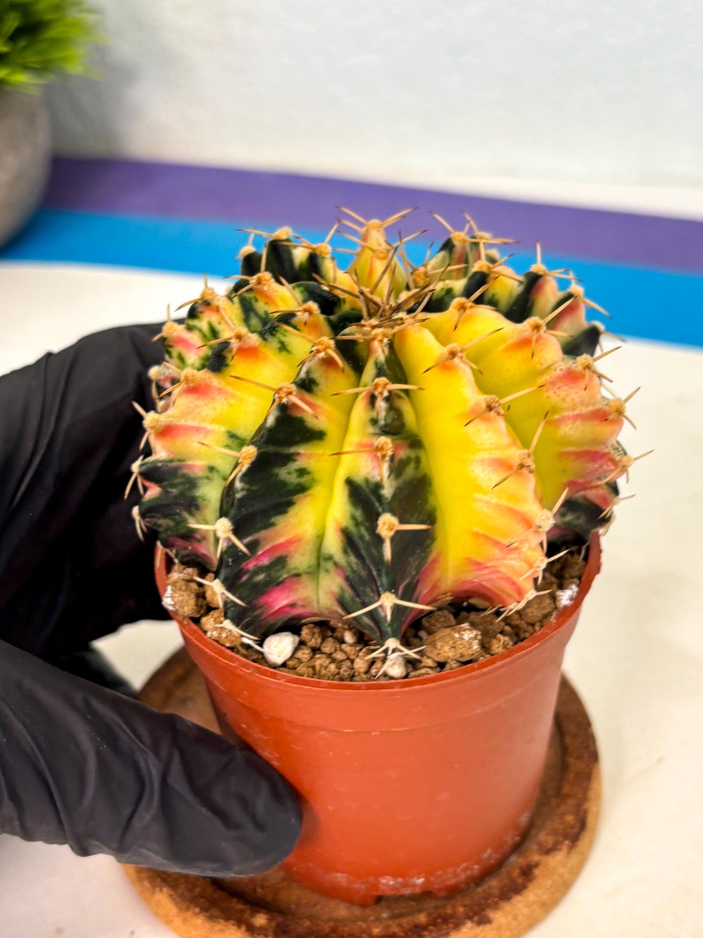 Gymnocalycium Lb Hybrid (gy1) (y6) | Mature Cactus