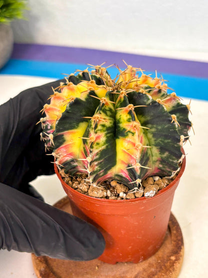 Gymnocalycium Lb Hybrid (gy1) (y6) | Mature Cactus
