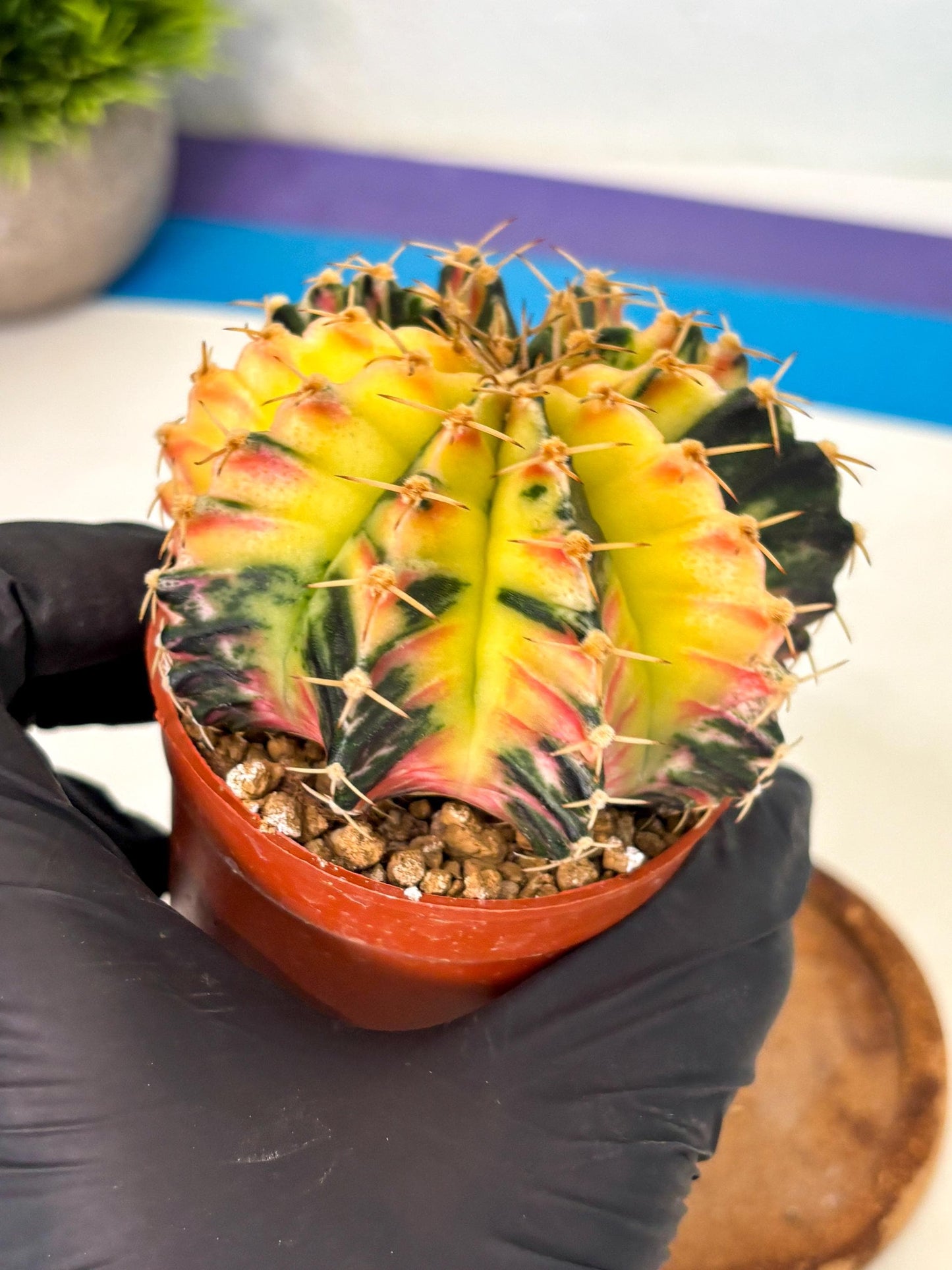 Gymnocalycium Lb Hybrid (gy1) (y6) | Mature Cactus