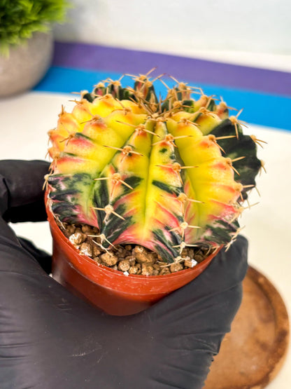 Gymnocalycium Lb Hybrid (gy1) (y6) | Mature Cactus