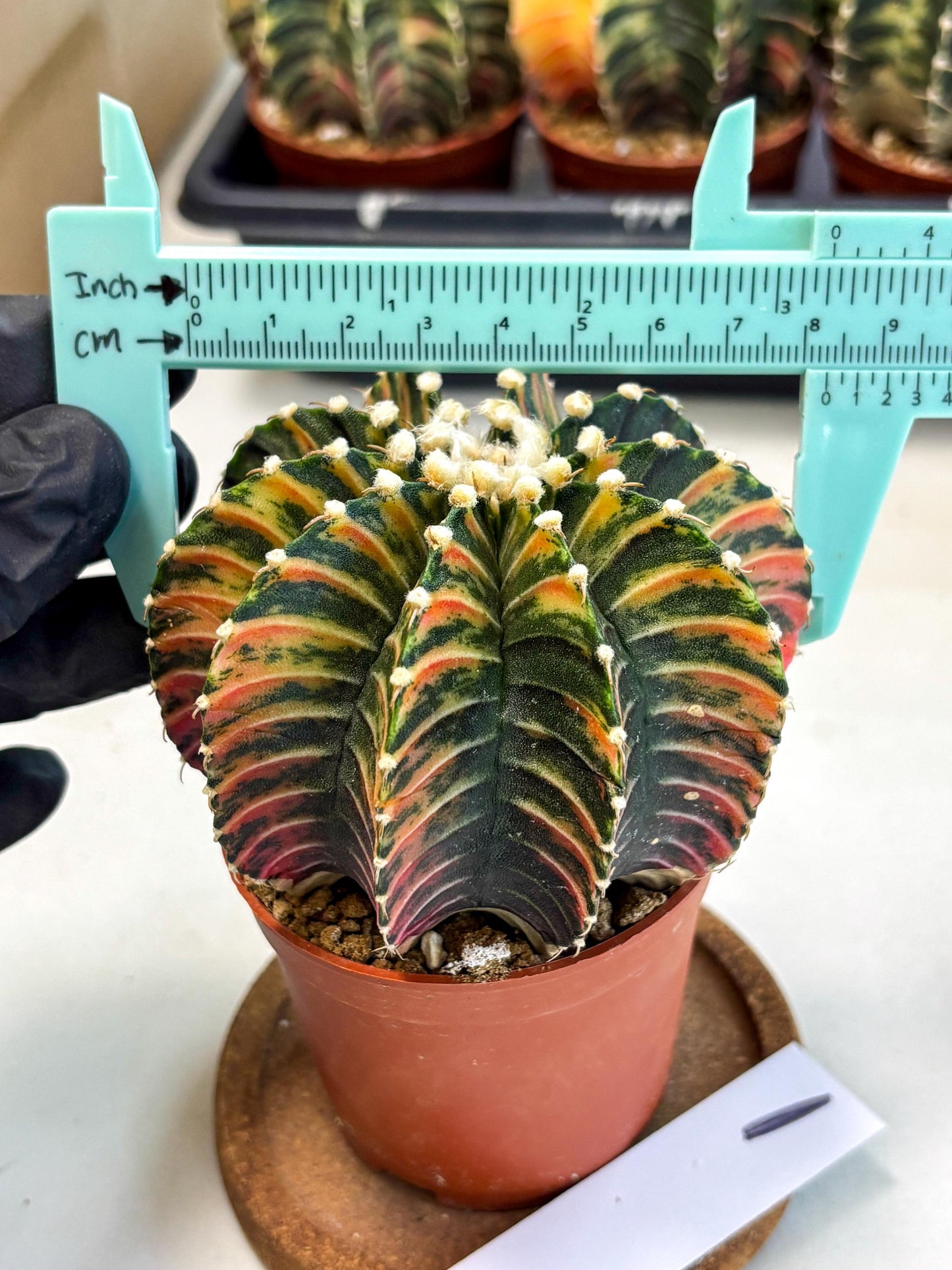 Gymnocalycium Lb Hybrid (gy2) (b1) | Mature Cactus