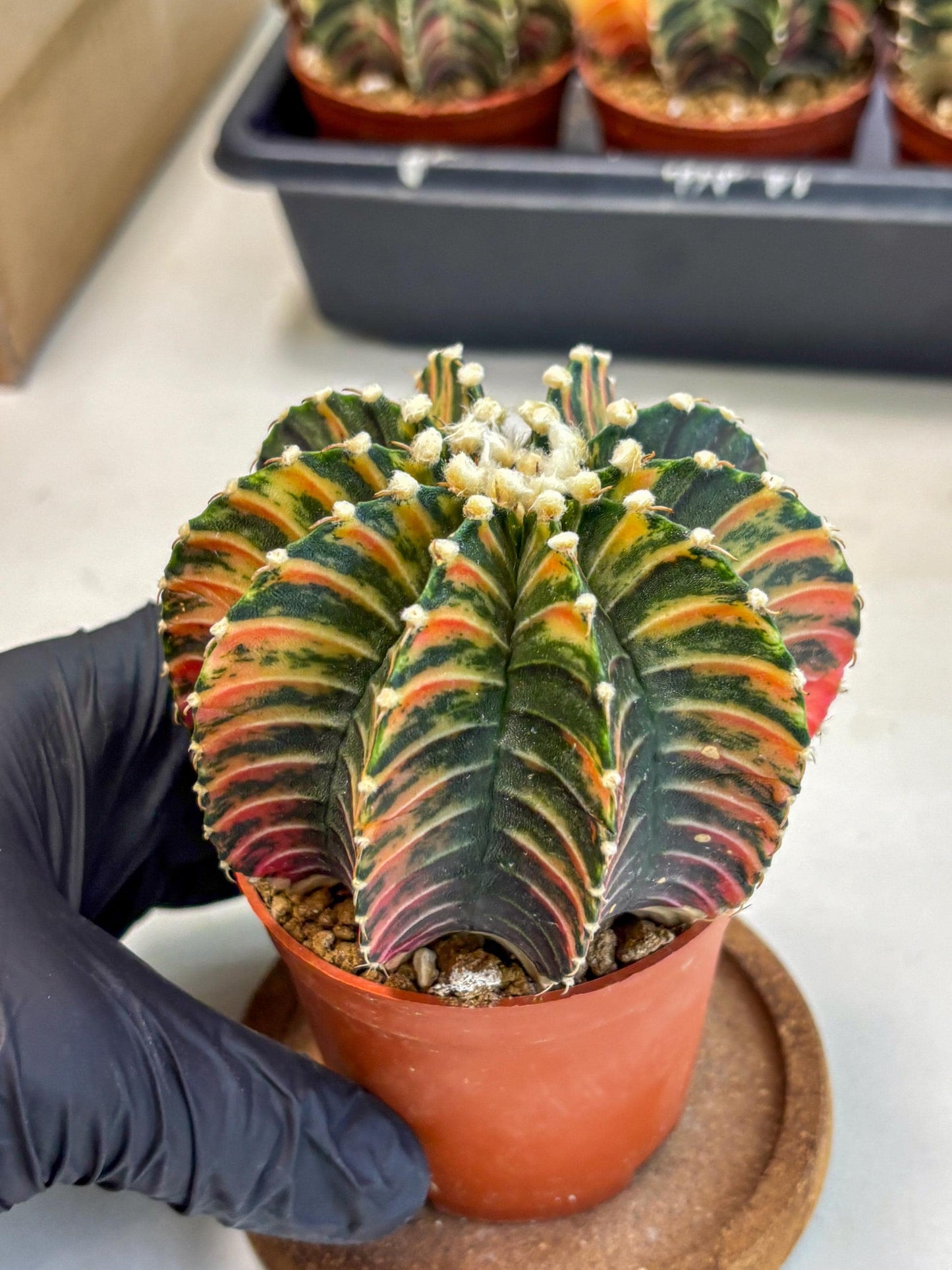 Gymnocalycium Lb Hybrid (gy2) (b1) | Mature Cactus