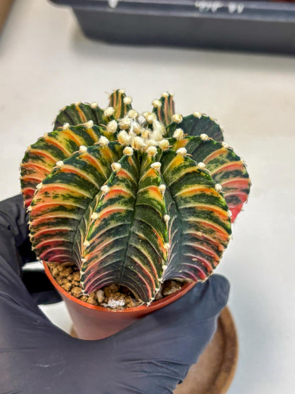 Gymnocalycium Lb Hybrid (gy2) (b1) | Mature Cactus