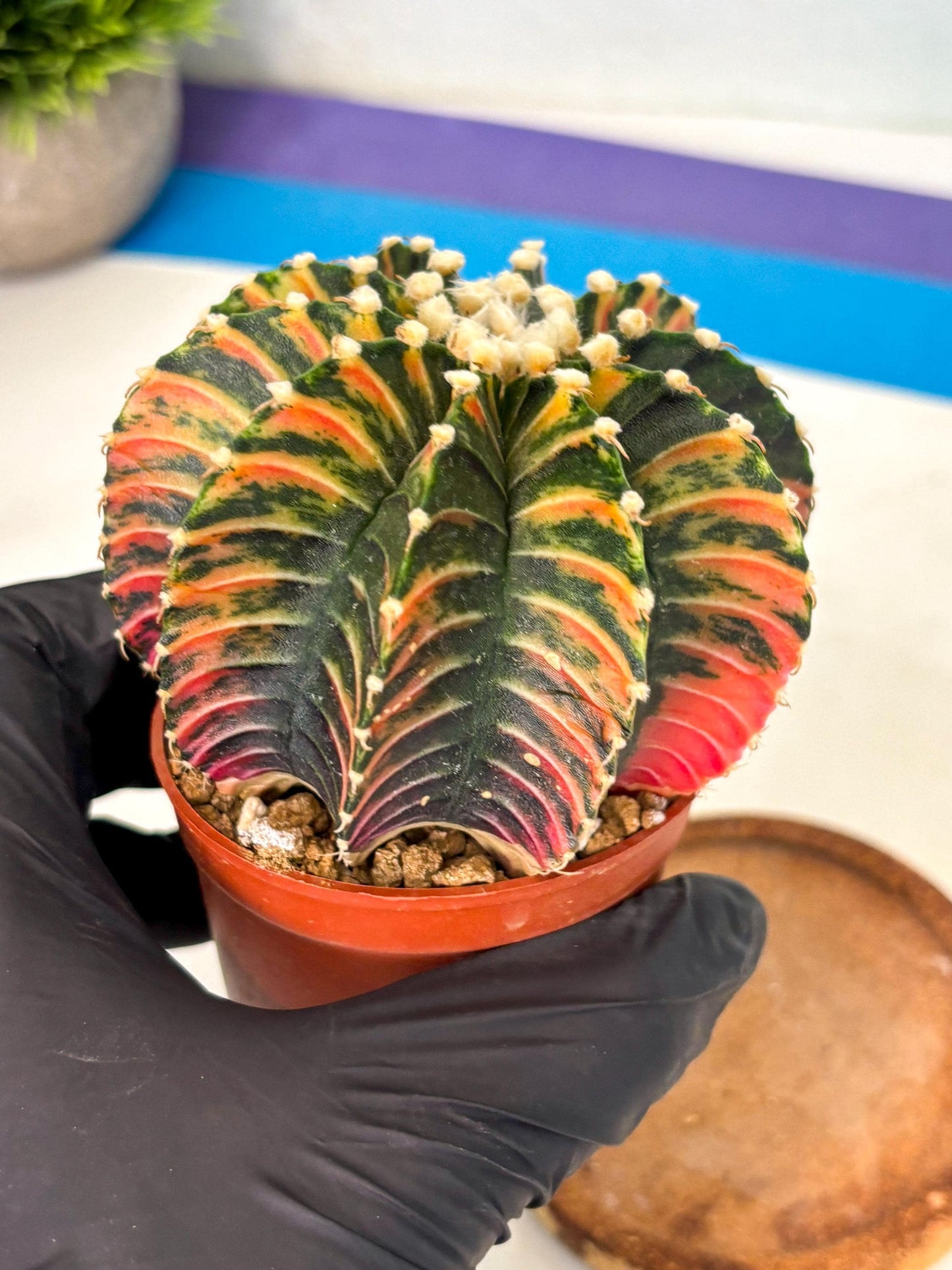 Gymnocalycium Lb Hybrid (gy2) (b1) | Mature Cactus