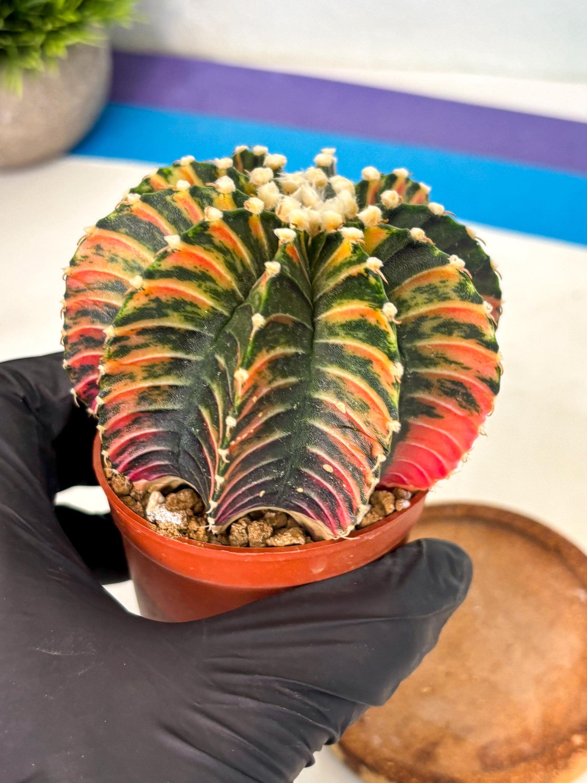 Gymnocalycium Lb Hybrid (gy2) (b1) | Mature Cactus