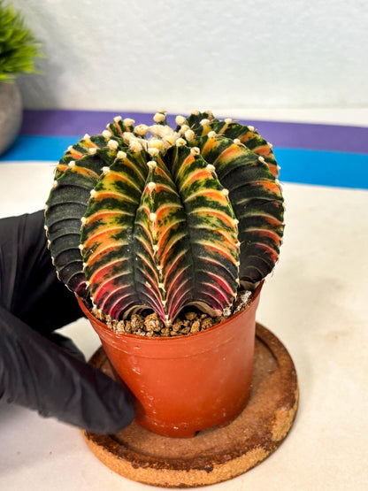 Gymnocalycium Lb Hybrid (gy2) (b1) | Mature Cactus