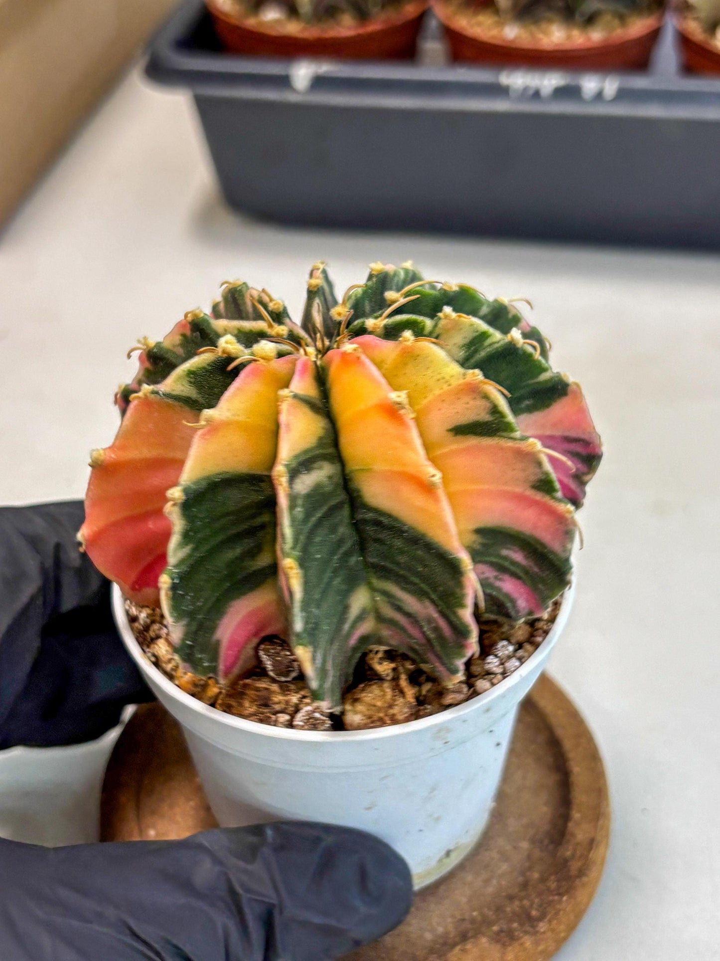 Gymnocalycium Lb Hybrid (gy2) (b5) | Mature Cactus