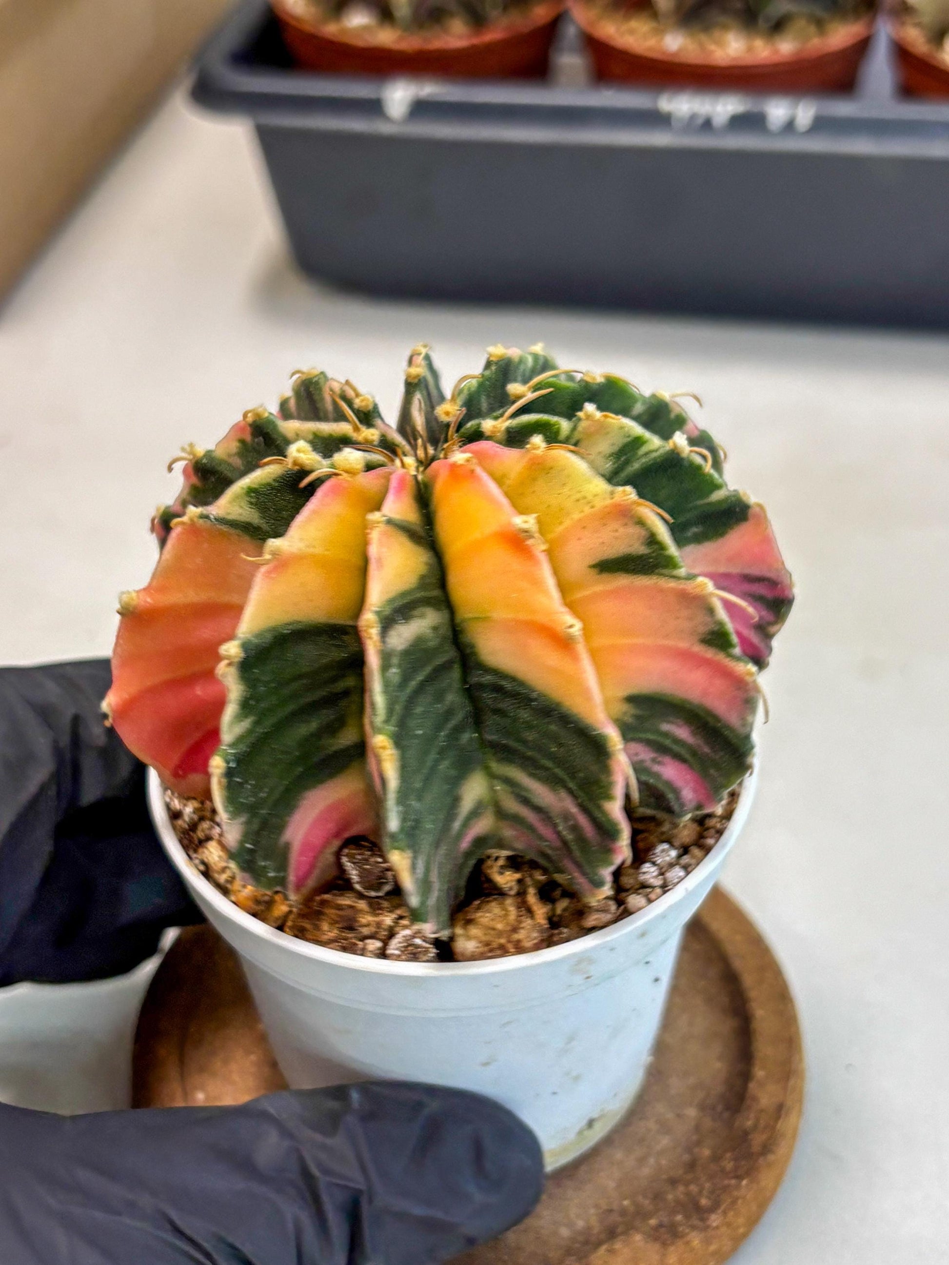 Gymnocalycium Lb Hybrid (gy2) (b5) | Mature Cactus