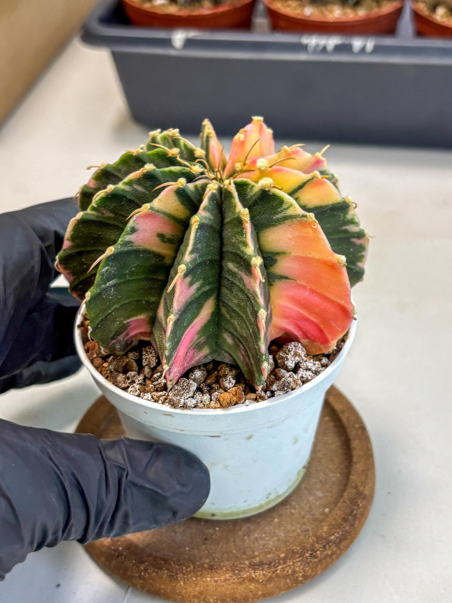 Gymnocalycium Lb Hybrid (gy2) (b5) | Mature Cactus